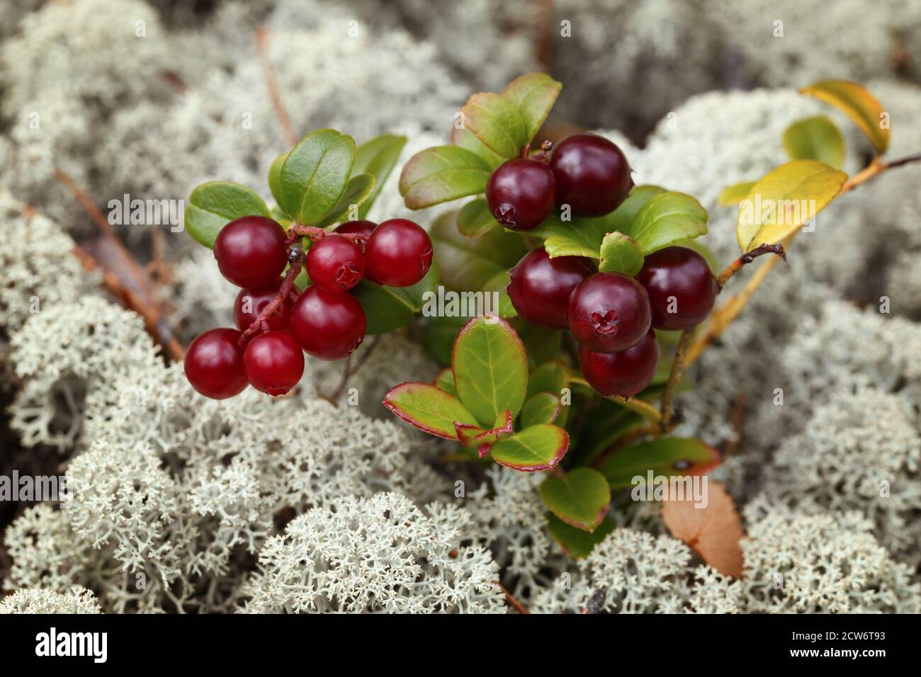 Reife Preiselbeeren in Trauben, auf weißem Moos, Nahaufnahme Stockfoto
