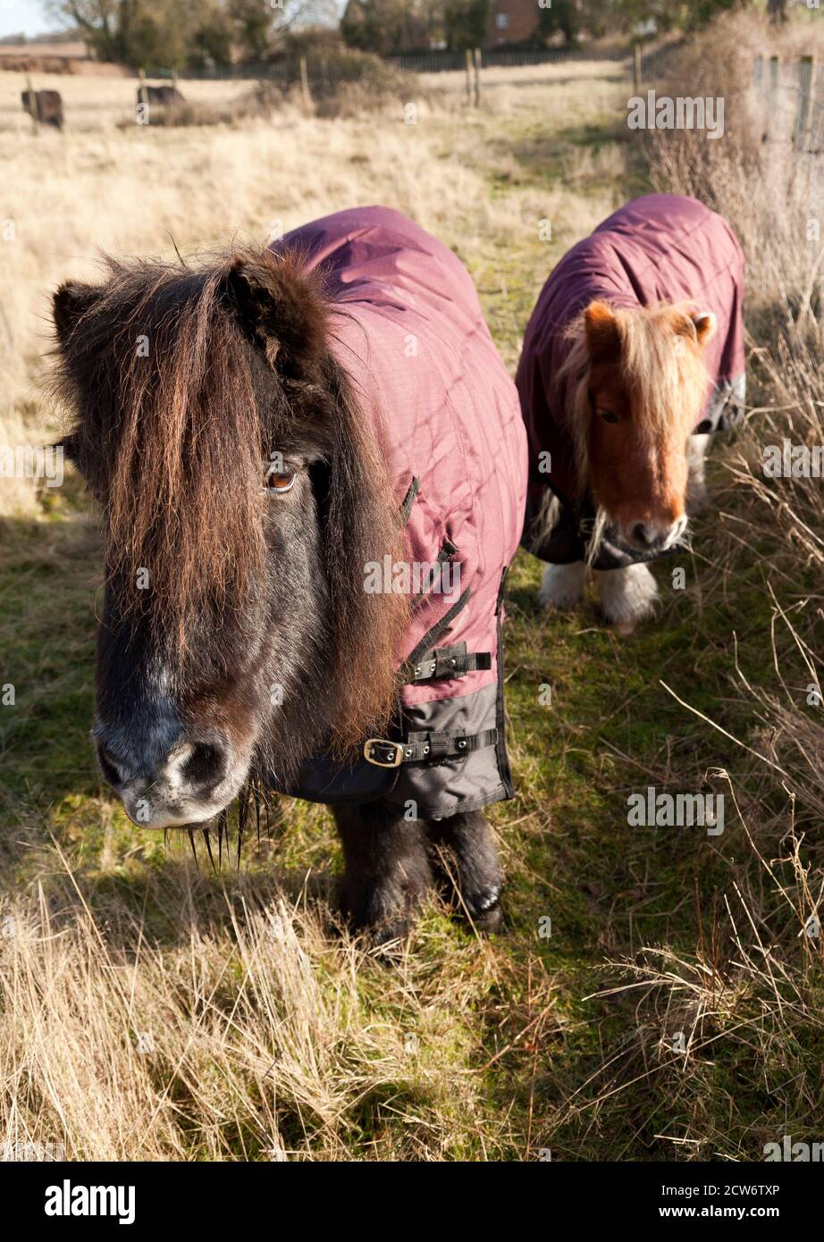 Zwei begleitende Ponys tragen Turnout-Teppiche Stockfoto