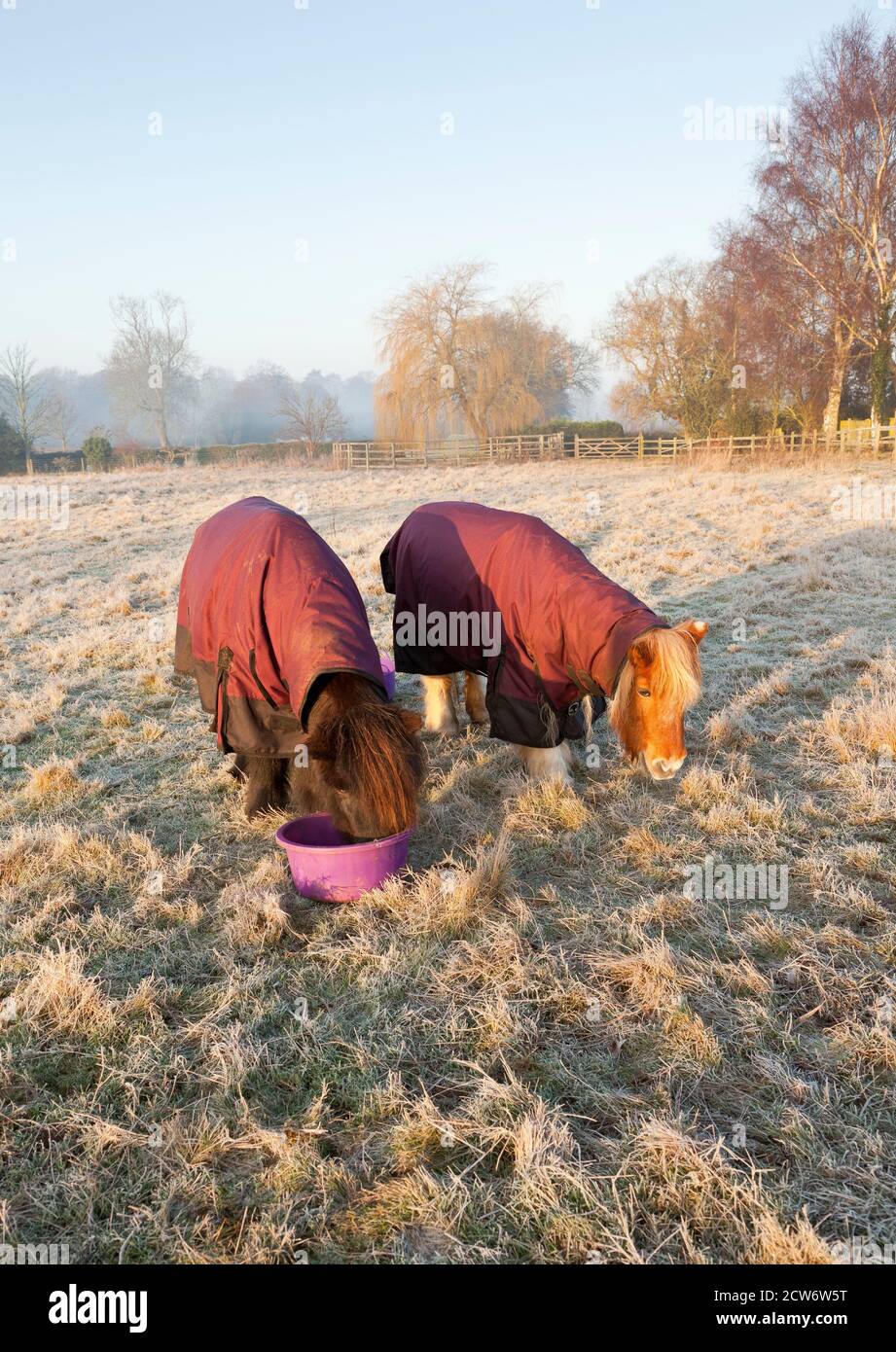 Zwei Ponys tragen wasserdichte Weiche Teppiche im Freien in einem frostigen  Ein Stockfotografie - Alamy
