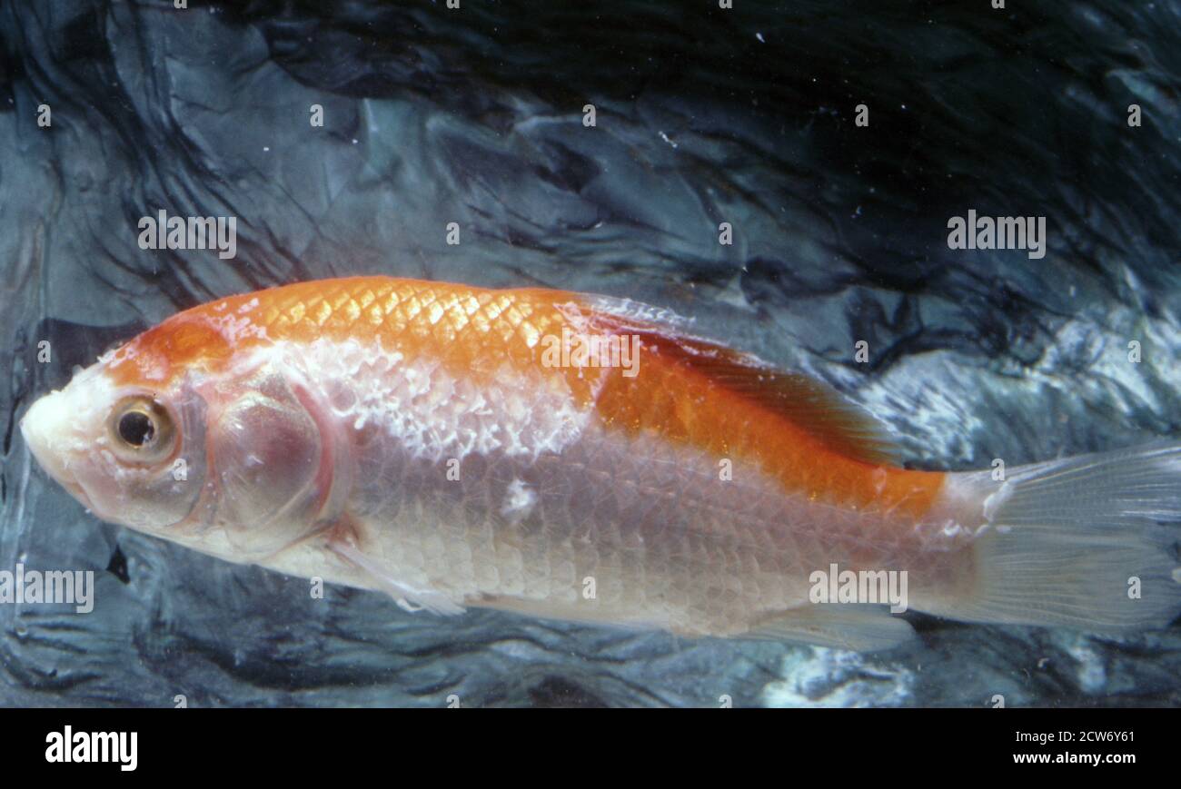 Chilodonella schwächt und tötet Fische durch Fütterung auf Haut und Kiemenepithelgewebe. Stockfoto