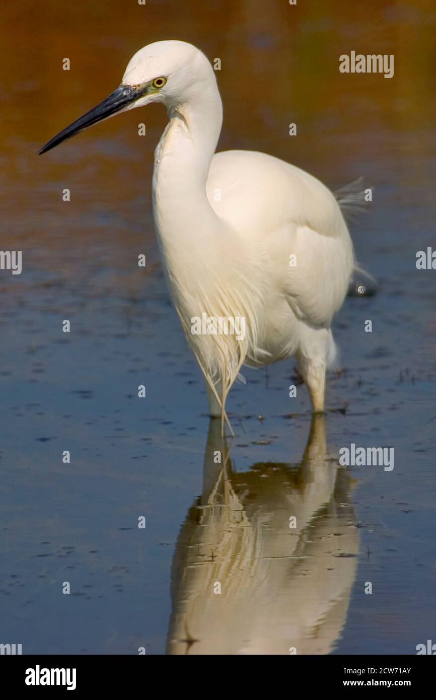 Kleiner Reiher, Egretta garzetta, kleiner Reiher, Naturpark Salinas de Santa Pola, Alicante, Comunidad Valenciana, Spanien, Europa Stockfoto