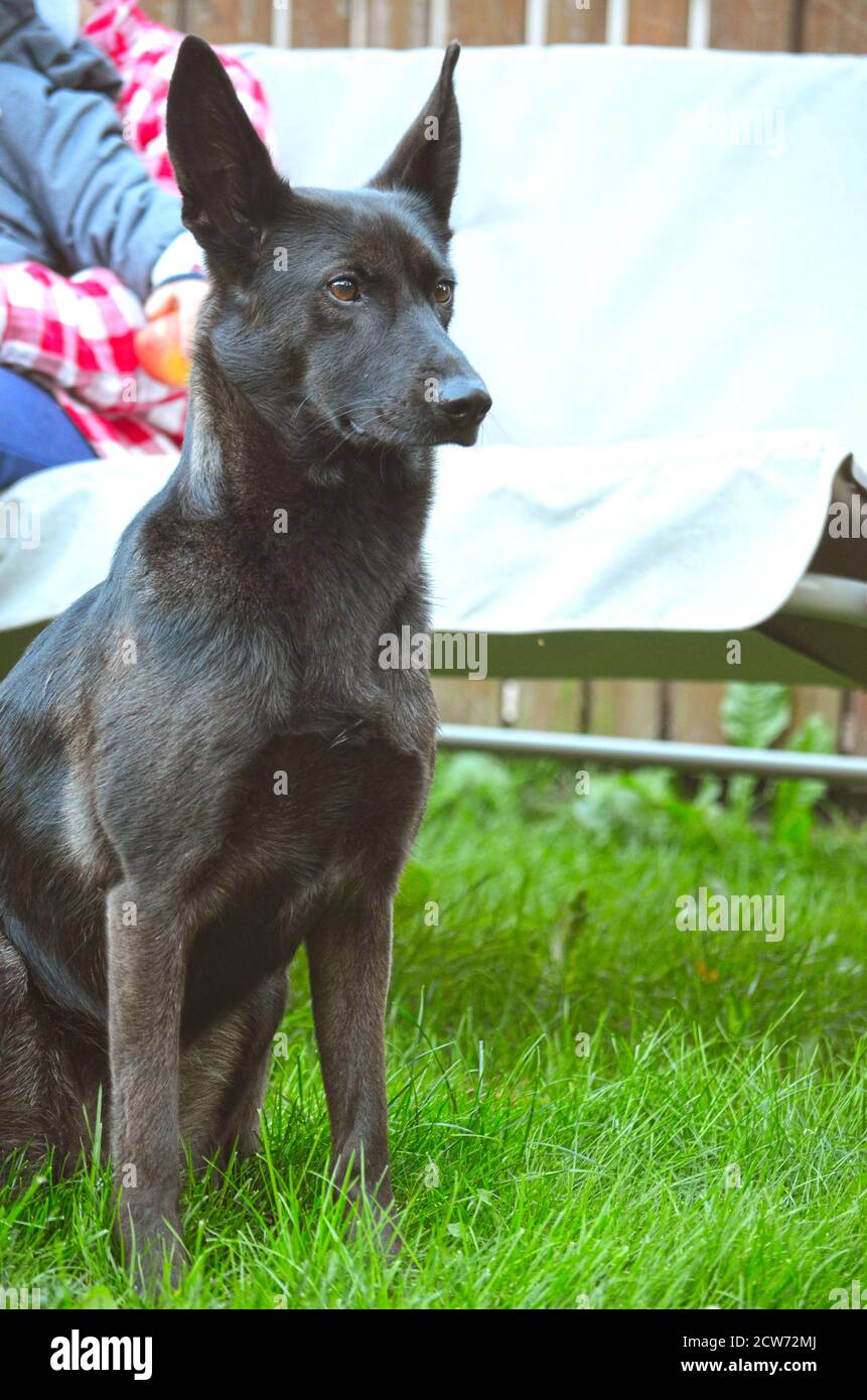 Watchdog - Hüterin einer Familie. Schwarz Mischlingshund sitzt auf grünem Gras konzentriert, Teil der Person mit Kind im Hintergrund Stockfoto