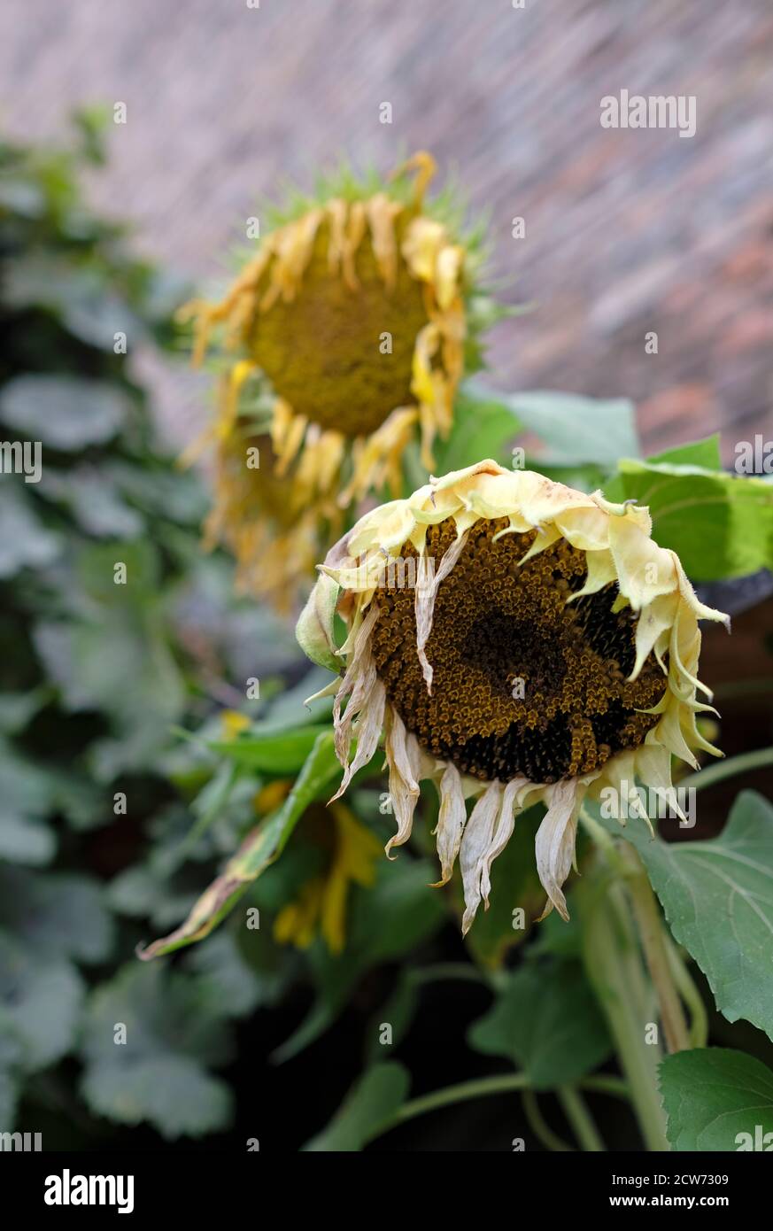 Ende des Sommers: Verwelkende Sonnenblumen mit hängenden Köpfen Stockfoto