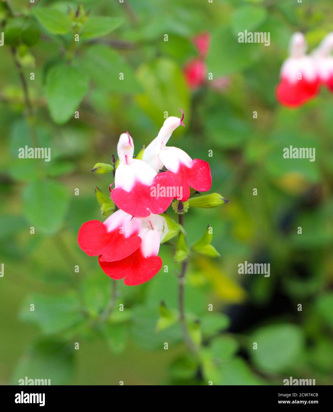 Salvia microphylla 'Hot Lips' Lamiaceae rot und weiß blühende Pflanze Mit grünem Laub in einem englischen Garten im Herbst Stockfoto