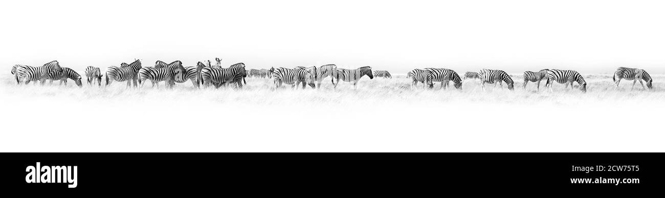 Zebras Herde weißen Hintergrund isoliert, schwarz und weiß Kunst Grenze, gestreifte Tier Muster, afrikanische wilde Natur Landschaft, monochrome Tapete Stockfoto