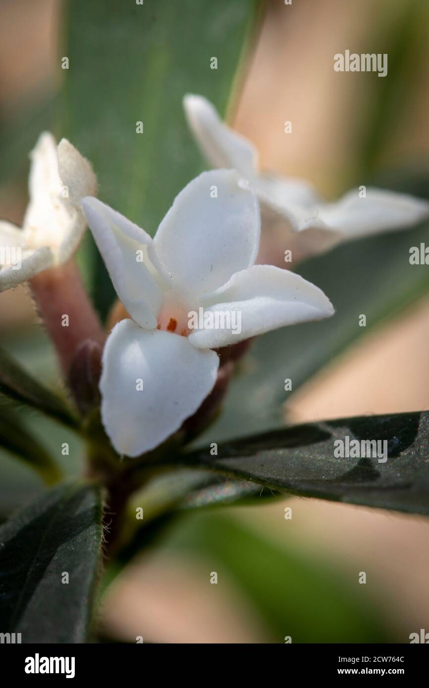 Einzelne weiße Blüte auf Daphne Atlantica Ewige Duftpflanze in Nahaufnahme, natürliches Blütenportrait Stockfoto