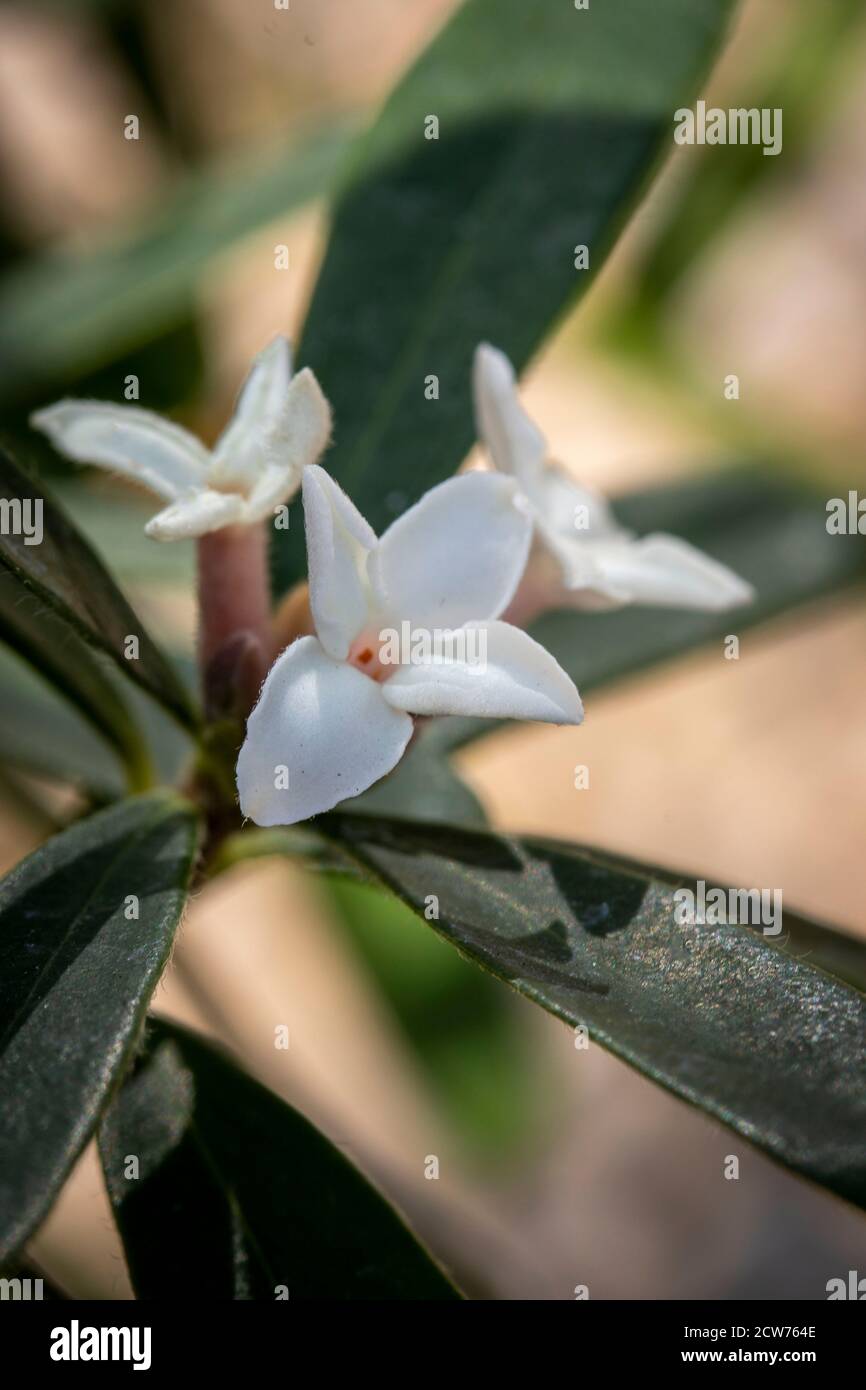 Einzelne weiße Blüte auf Daphne Atlantica Ewige Duftpflanze in Nahaufnahme, natürliches Blütenportrait Stockfoto