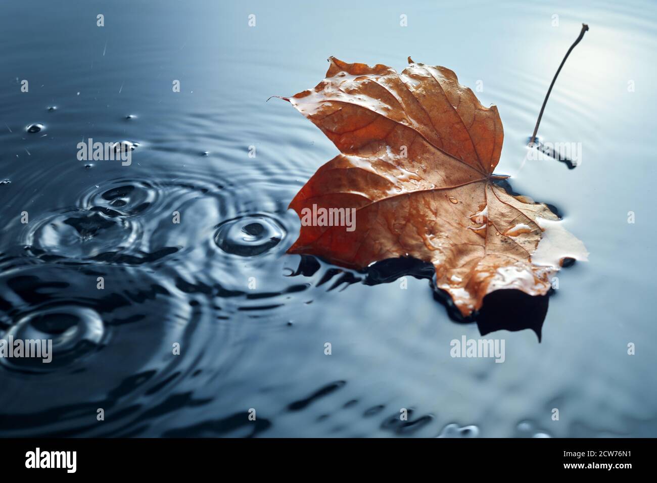 Gefallener Ahorn auf der Wasserpfütze lassen. Herbst saisonabhängig. Im Regen stehen lassen. Stockfoto
