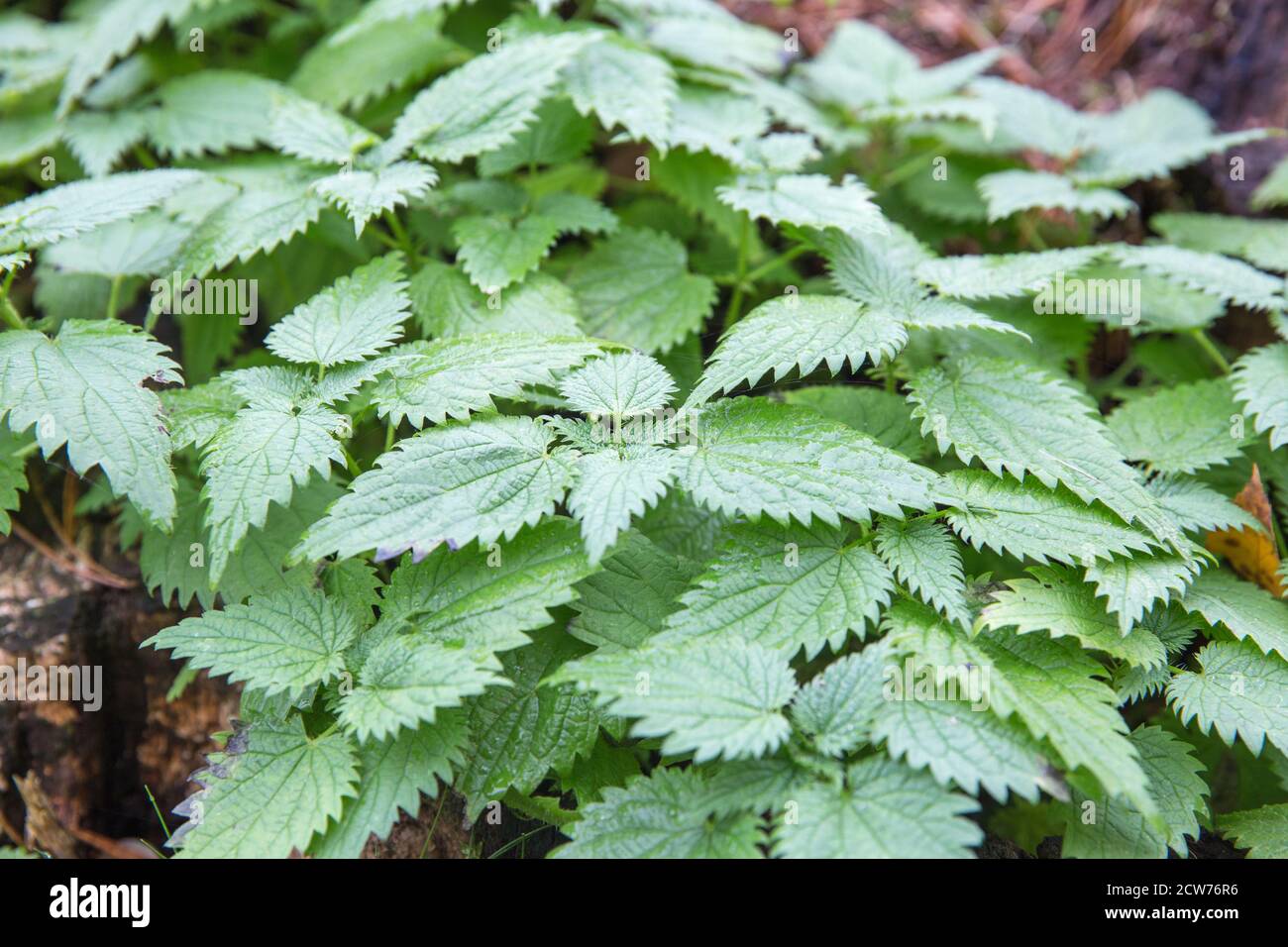 Häufig oder stechend Brennnessel, Urtica dioica, kleine Pflanze Makro, selektiver Fokus Stockfoto