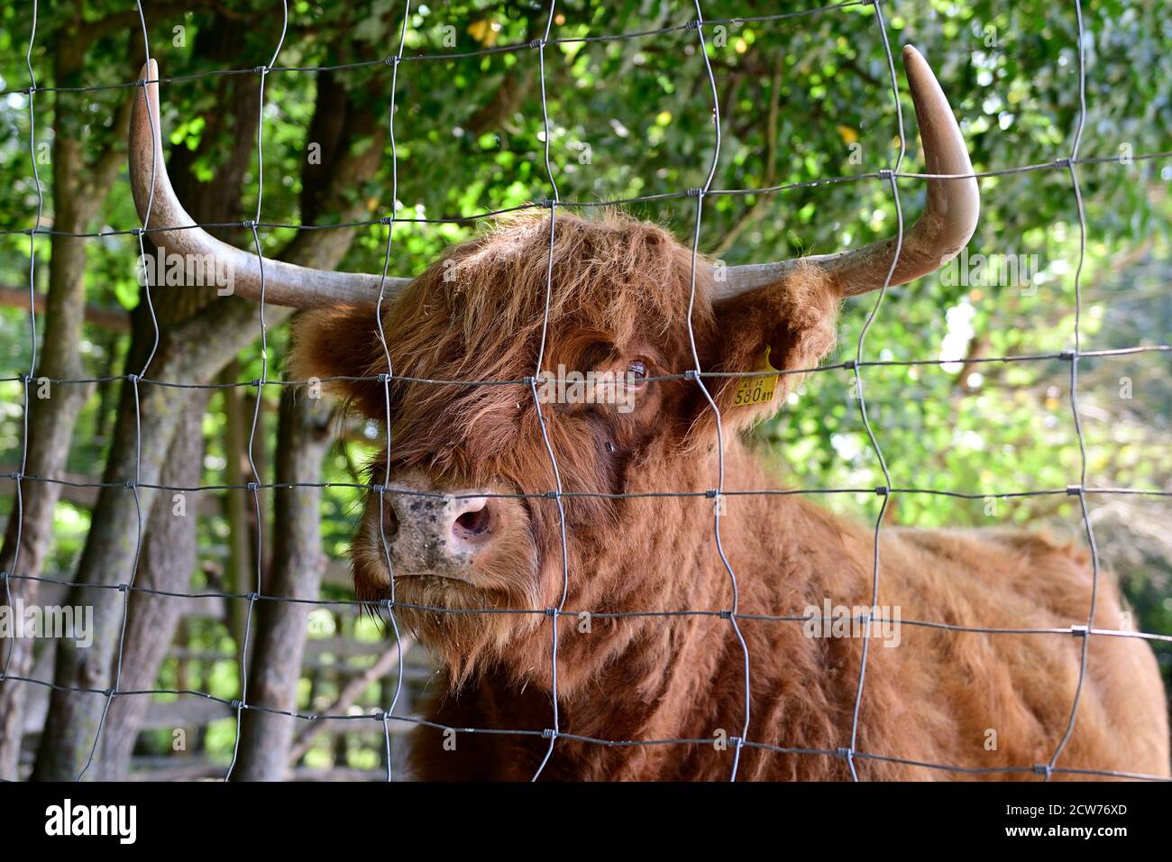 Ernstbrunn, Niederösterreich, Österreich. Schottisches Hochlandrind (Bos primigenius taurus) Stockfoto