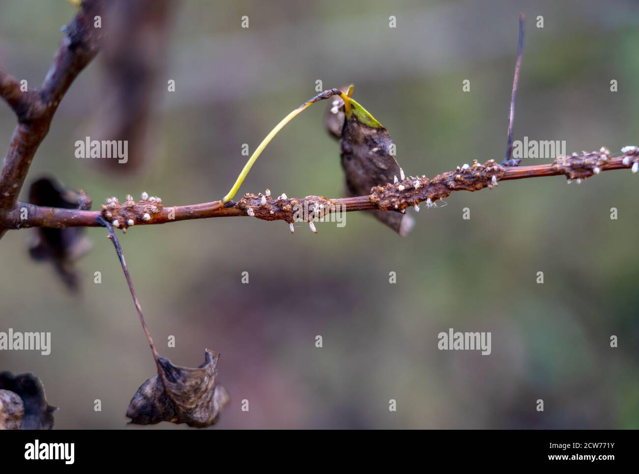 Pilzkrankheit der Birne Gymnosporangium sabinae im Spätherbst, Schäden an Blättern und Zweigen Stockfoto