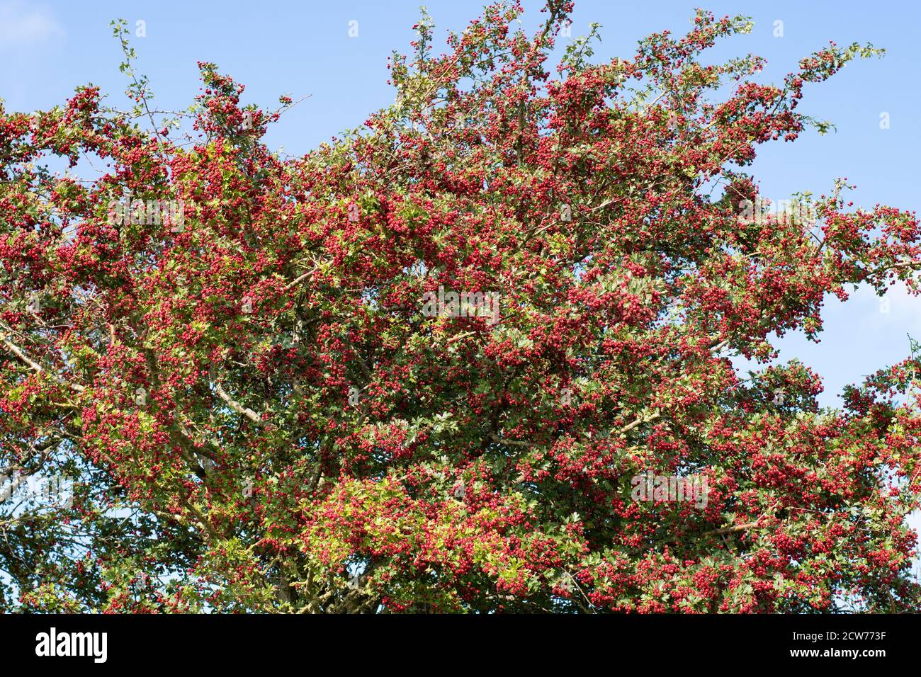 Hawthorn Tree - Crataegus monogyna - Beeren im Herbst - England, Vereinigtes Königreich Stockfoto