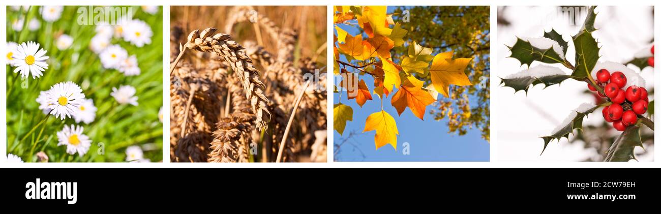 Frühling, Sommer, Herbst, Winter. Vier Jahreszeiten Panorama Collage Stockfoto