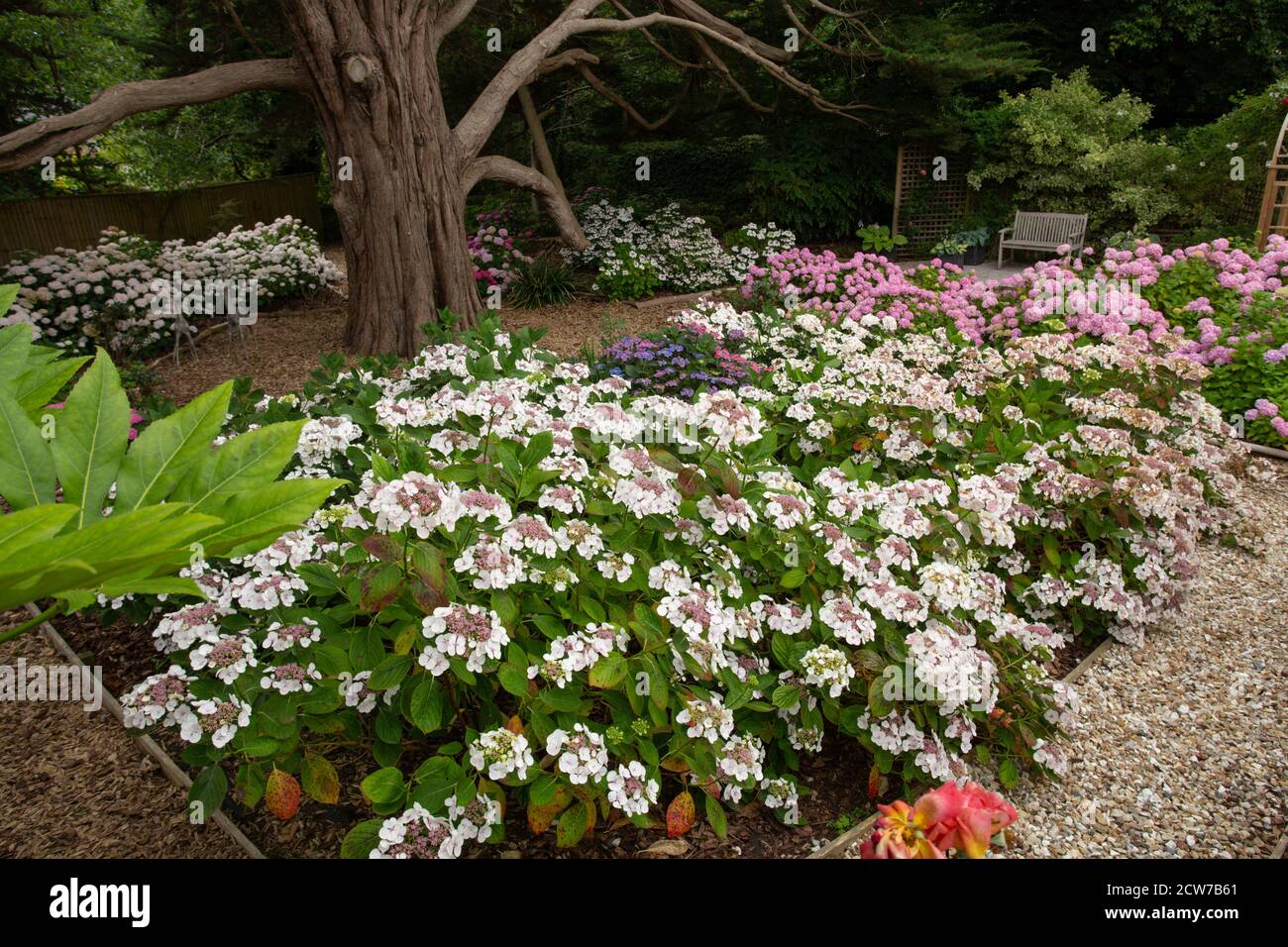 Hortensia Teller White wächst in einem schattigen Waldgarten unter einem Monterey Zypern Baum in Devon. Stockfoto