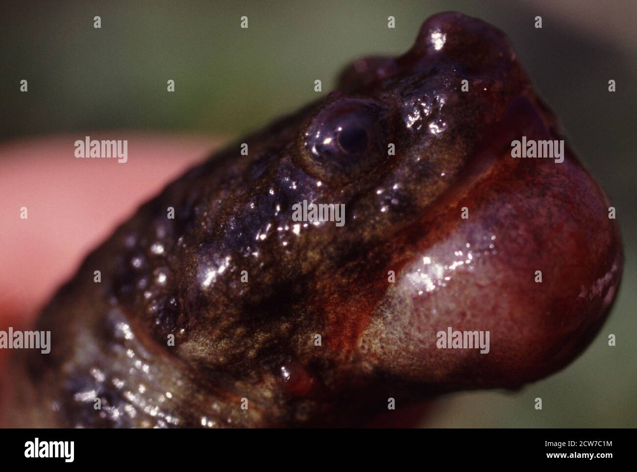 Throat-Tumor-Bildung in Amphibien (Salamander) Stockfoto