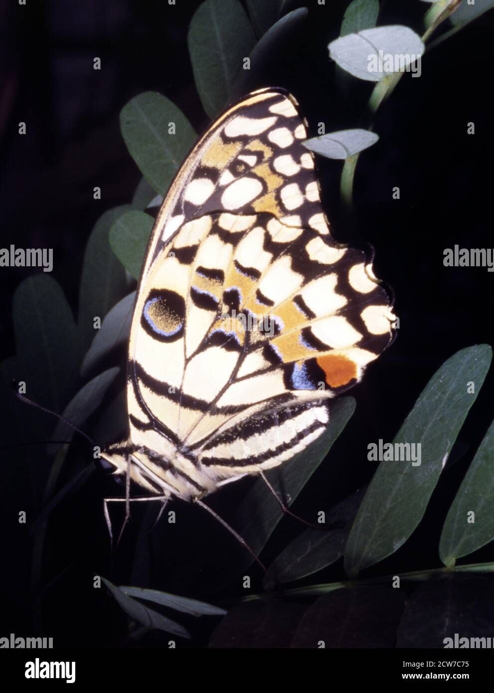 Limettenschmetterling, Papilio demoleus malayanus Stockfoto