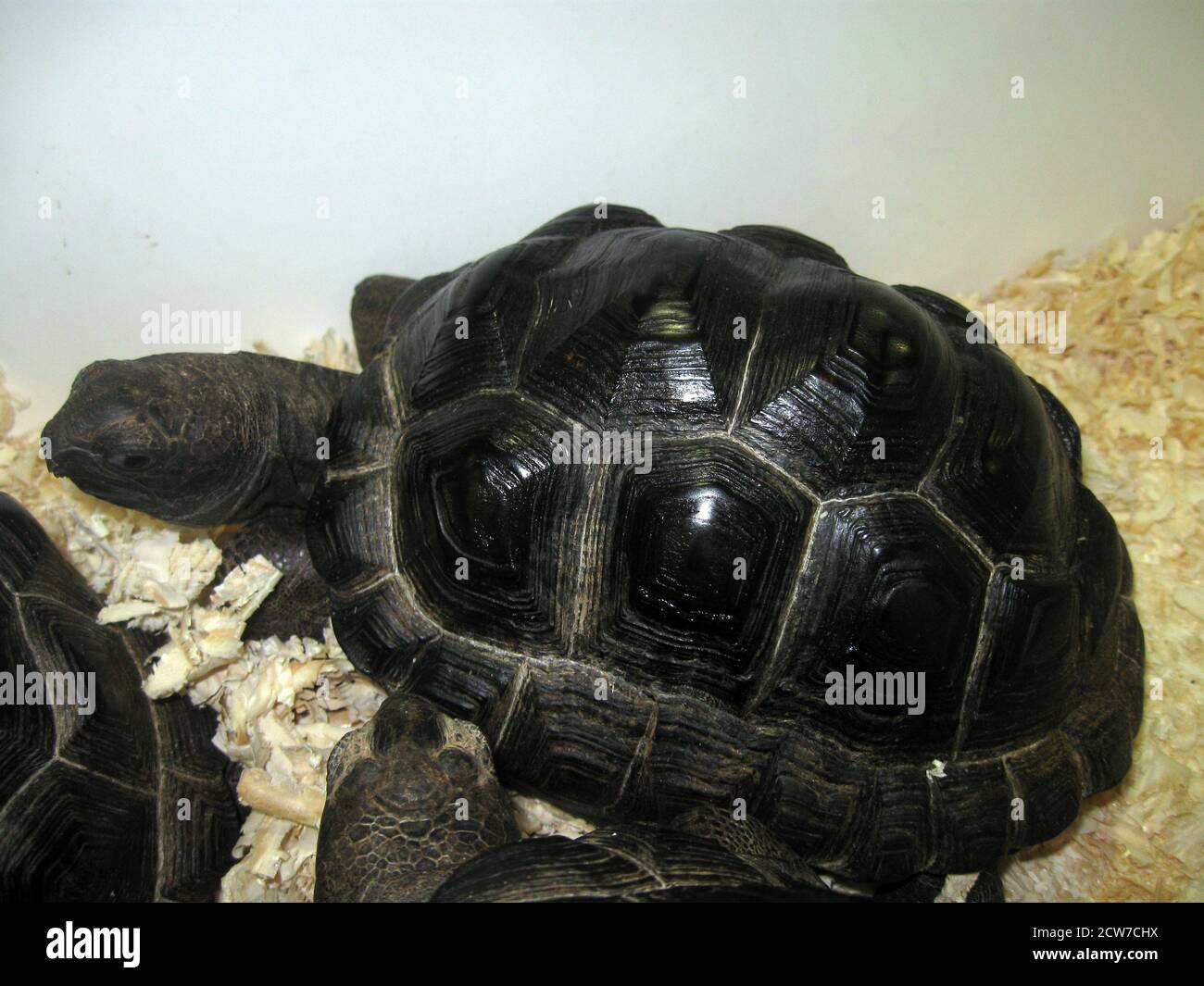 Junge Aldabra Riesenschildkröte, Aldabrachelys gigantea Stockfoto