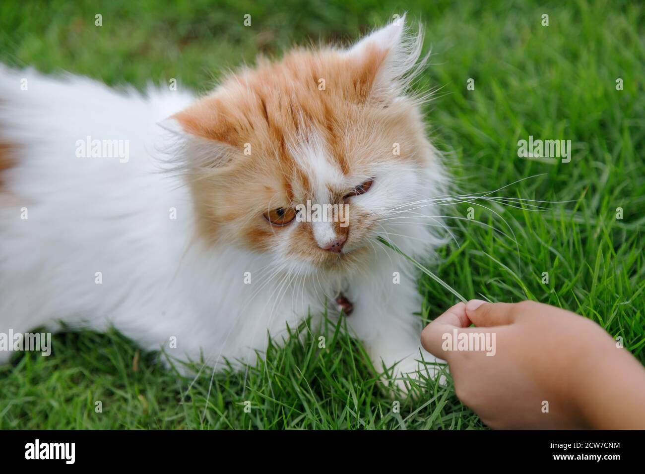 Hand von Kindern Fütterung von grünem Gras an die persische Katze auf einem Grasfeld, für Haustier Kräuter natürliche medizinische und organische Konzept, selektive Fokus flach Stockfoto