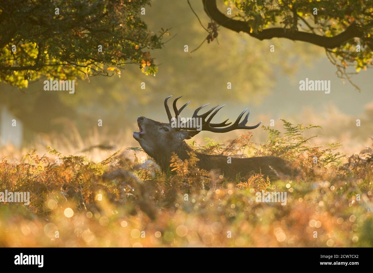 Rotwild (Cervus elephus) Richmond Park, London, Großbritannien Stockfoto