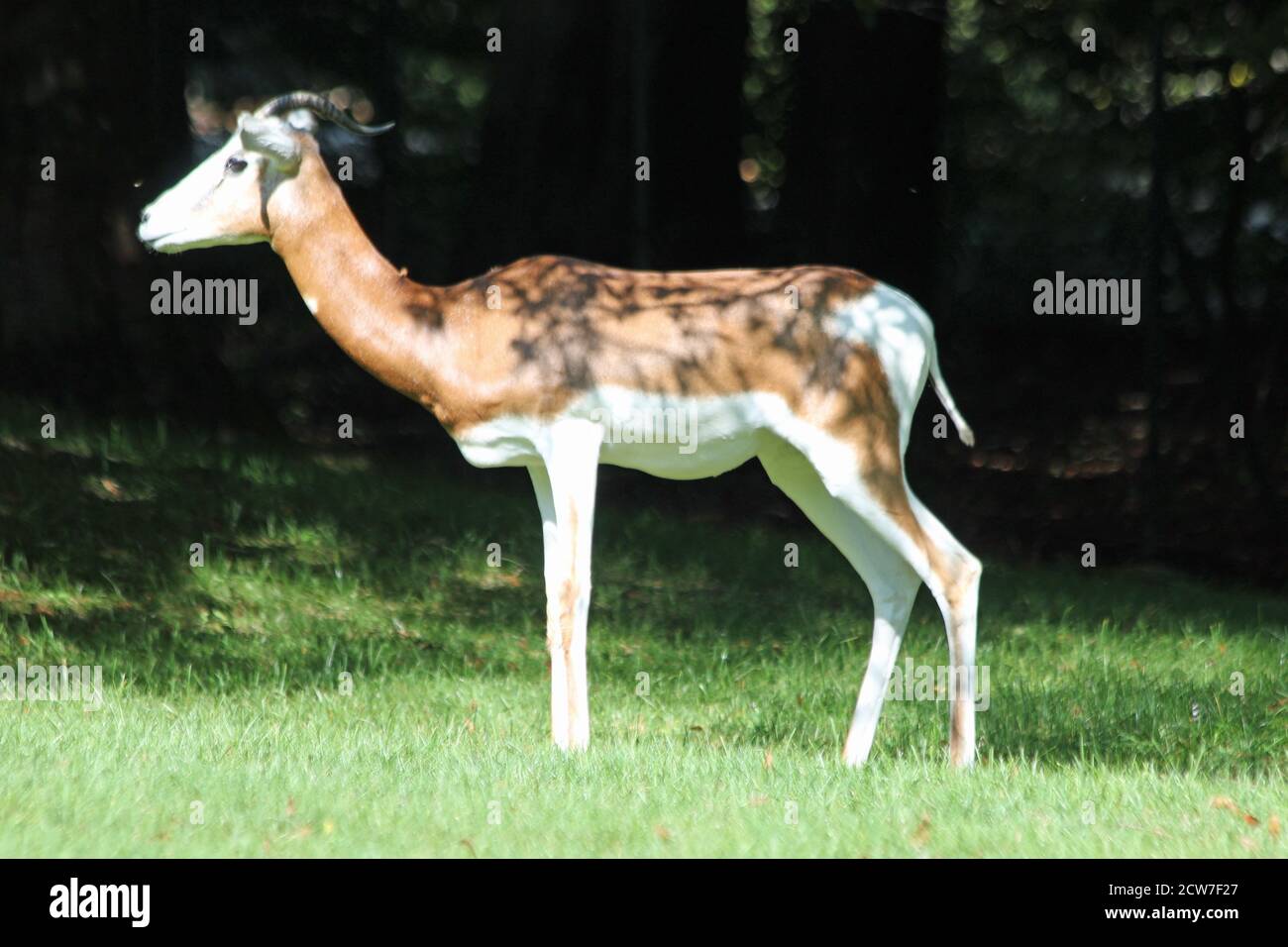 Mhorr-Gazelle Stockfoto