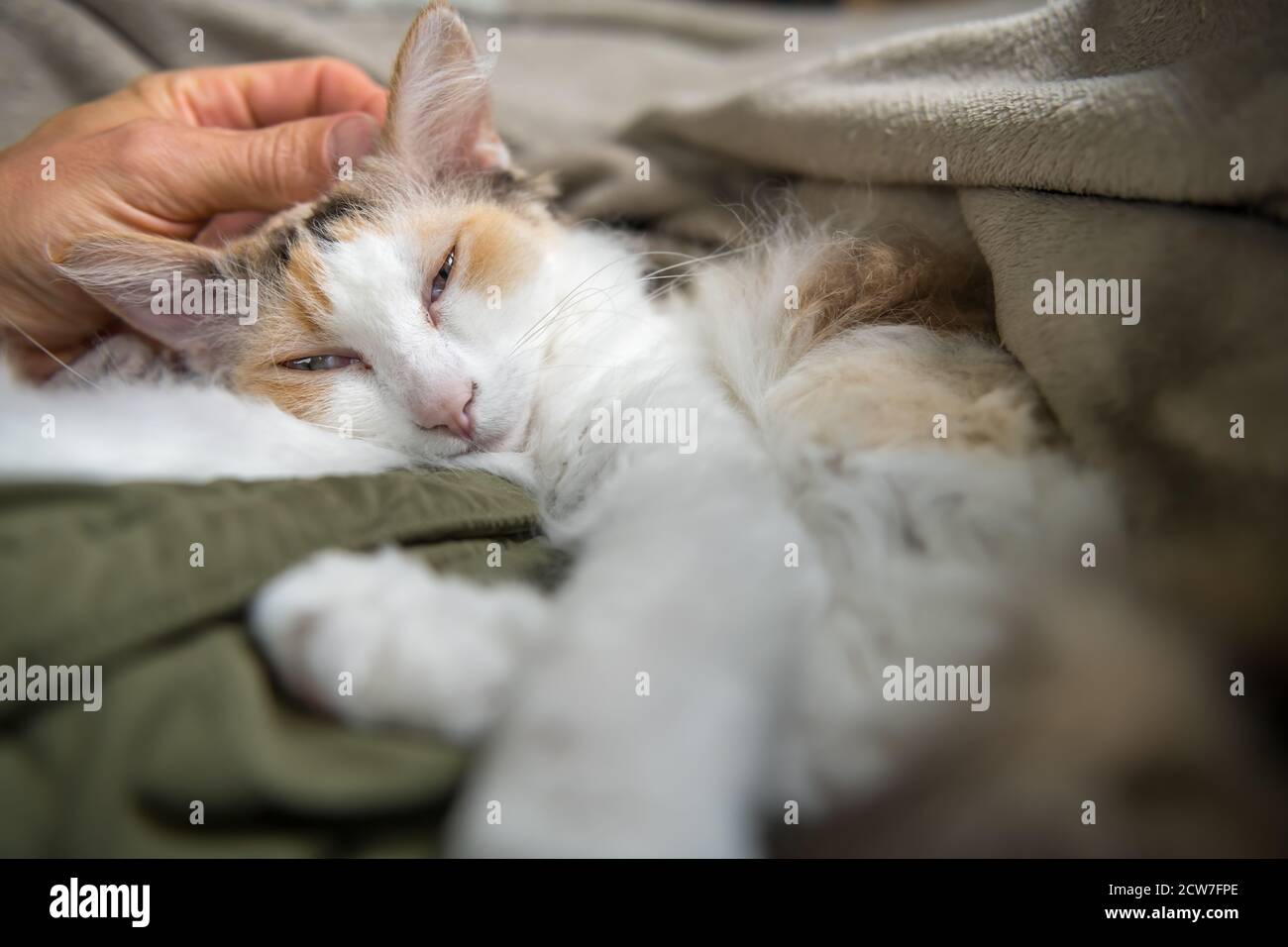 Eine Hand streichelt den Kopf einer Katze. Stockfoto