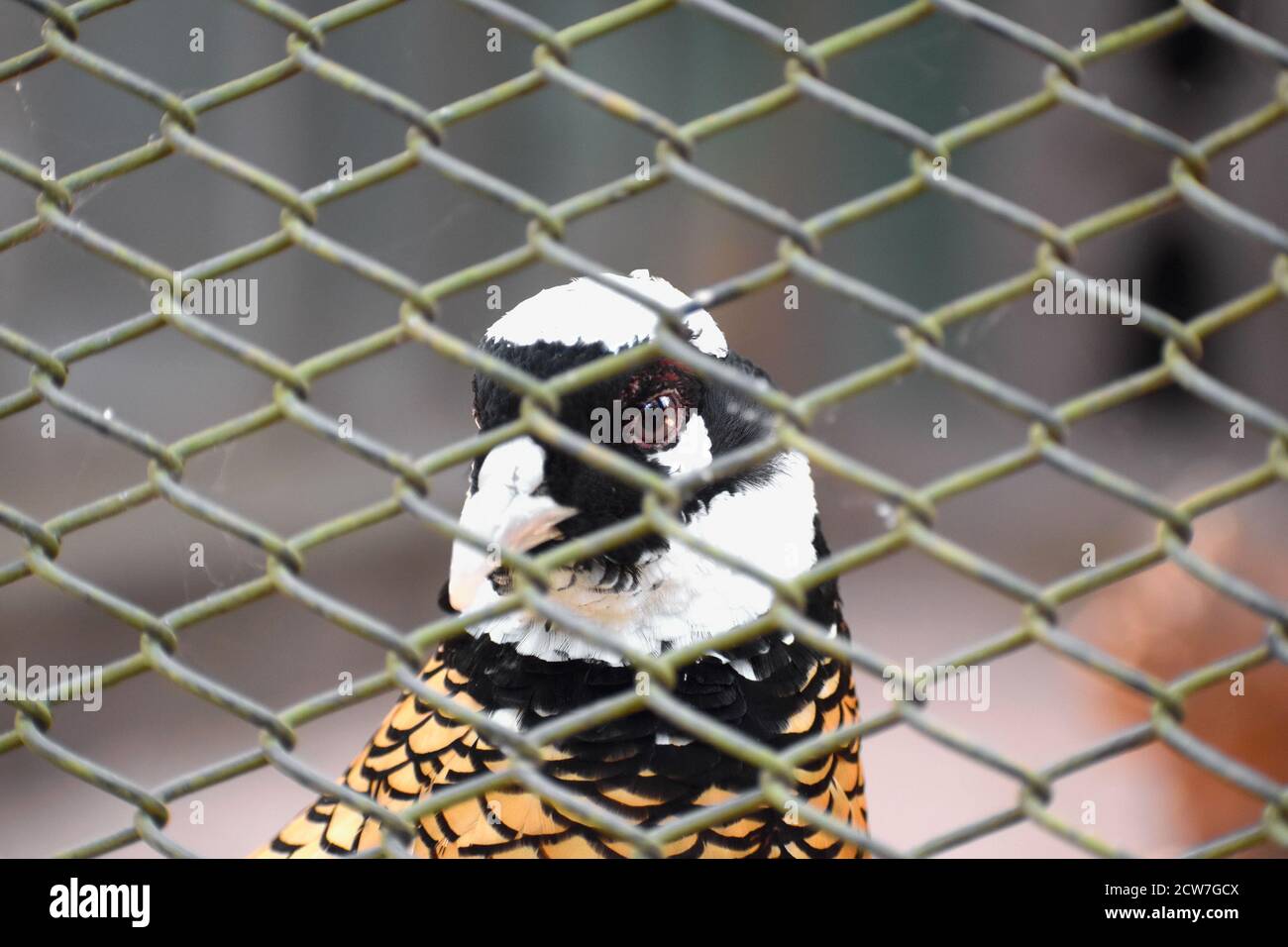 Der Vogel in einem Käfig, der auf seine Freiheit und sein Glück zuschaut. Stockfoto