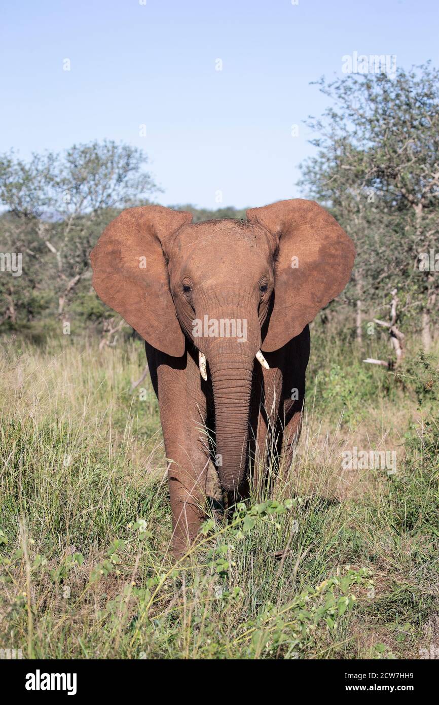 Großer afrikanischer Elefant für Erwachsene Loxodonta africana, der zur Kamera hin klumpt Gehen Sie mit großen Ohren weiter, die zwischen der Savannenvegetation ausgestreckt sind Stockfoto