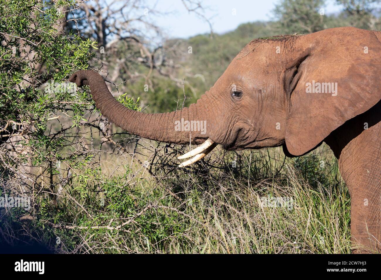 Großer erwachsener afrikanischer Elefant Loxodonta africana Kopf- und Schulterprofil, der Vegetation von einem Baum mit seinem Stamm in der Savanne sammelt Stockfoto