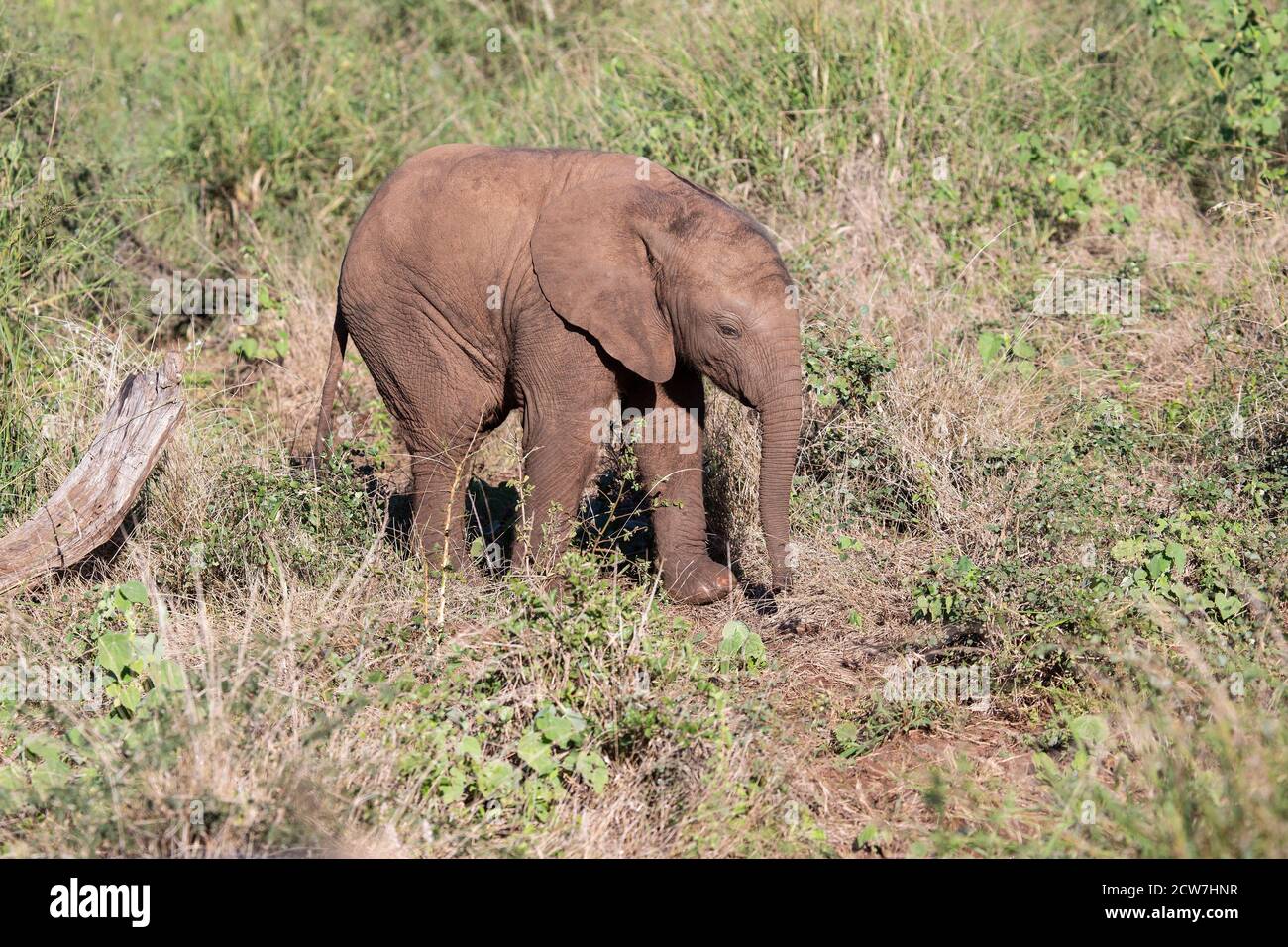 Ein afrikanisches Elefantenbaby Loxodonta africana erforscht die Savanne, die in der südafrikanischen Provinz KwaZulu Natal selbstständig Nahrung zu finden lernt Stockfoto