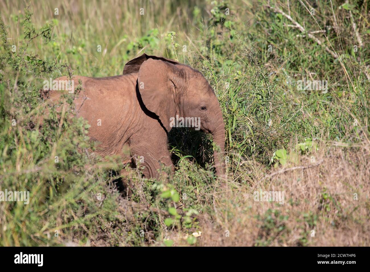 Ein afrikanisches Elefantenbaby Loxodonta africana erforscht die Savanne, die in der südafrikanischen Provinz KwaZulu Natal selbstständig Nahrung zu finden lernt Stockfoto