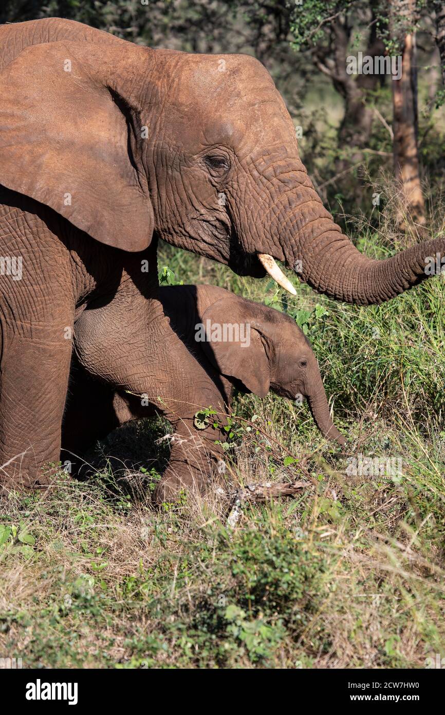 Elefantenbaby Loxodonta africana hält sich seiner Mutter nahe Unter ihrer Obhut, wie sie ihren Weg durch Afrika Vegetation Stockfoto