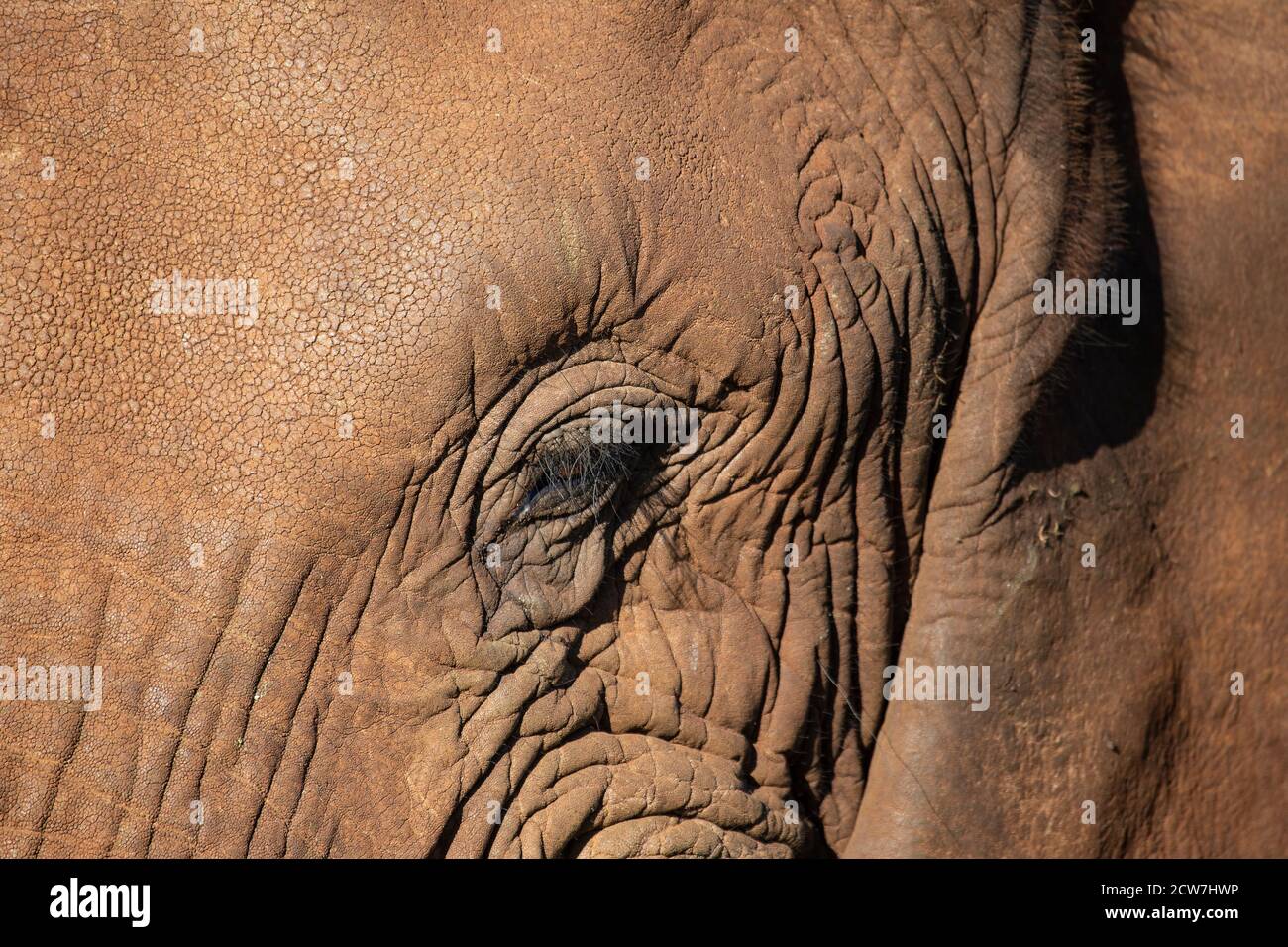 Eine Nahaufnahme des Auges und der Wimpern eines afrikanischen Elefanten Loxodonta africana auf einem großen erwachsenen Elefanten in KwaZulku Natal Distrikt von Südafrika Stockfoto