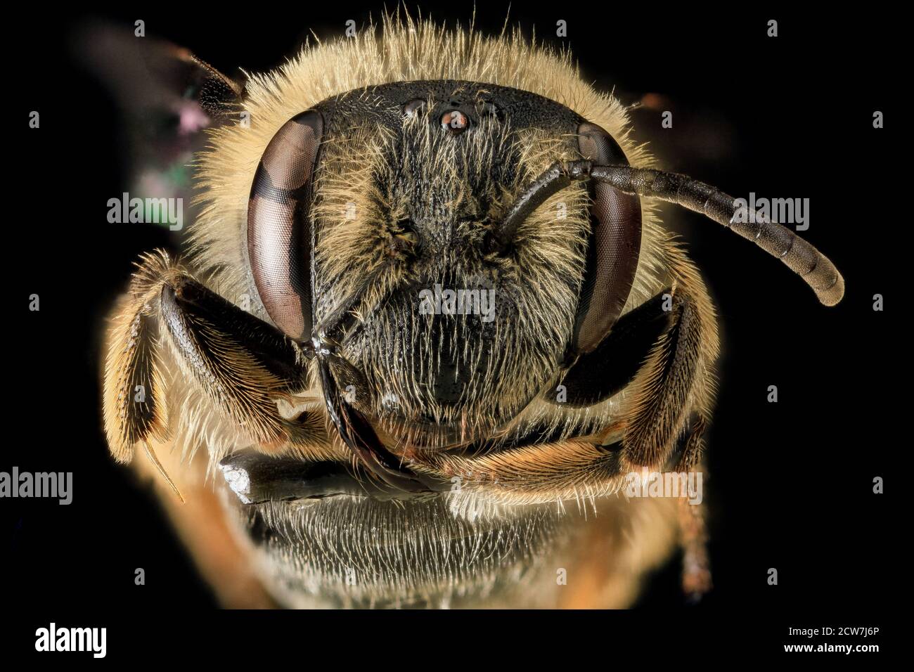 Andrena cressonii, F, Face, MD 2013-06-25-17.06 Stockfoto