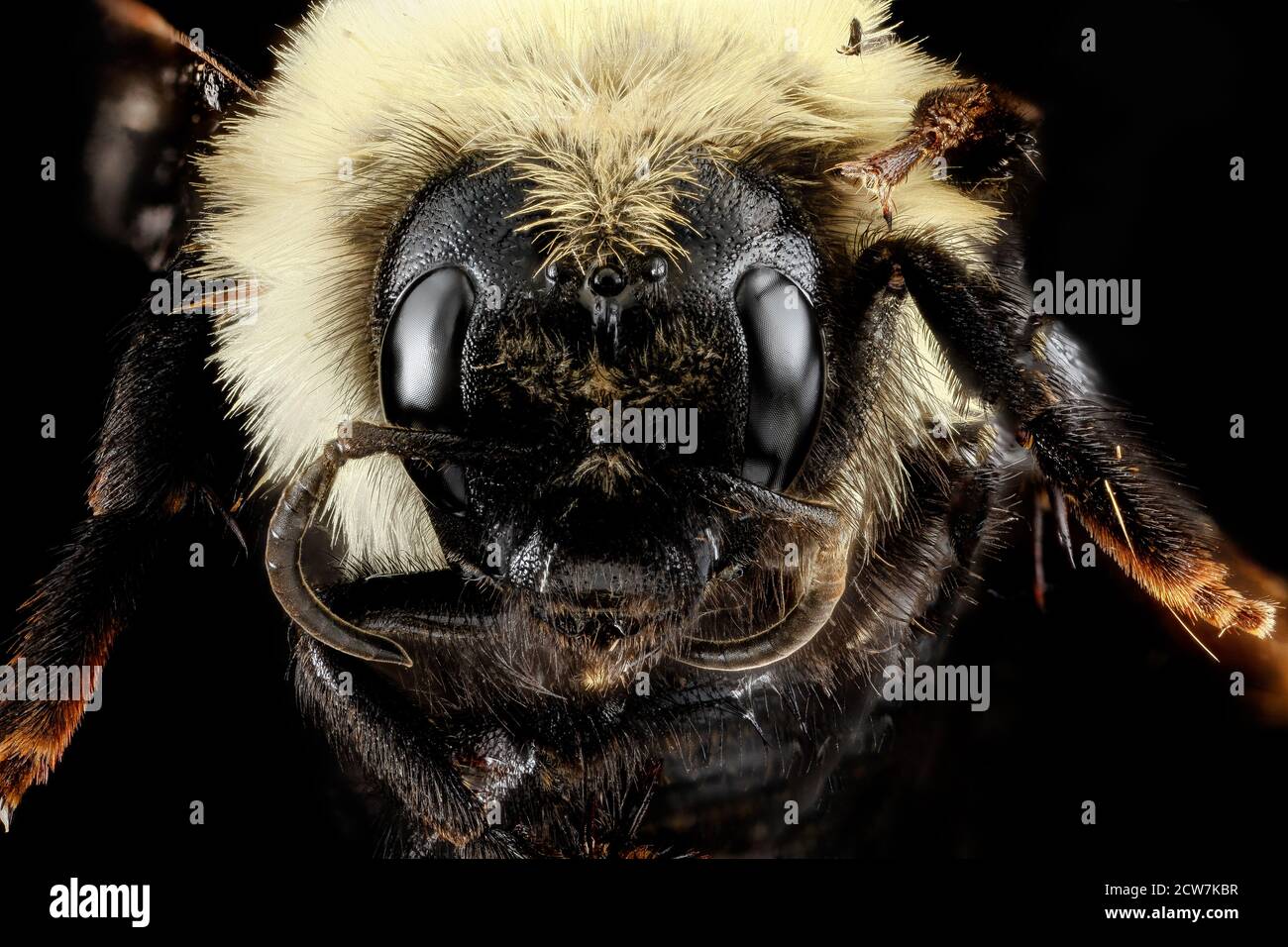 Bombus citrinus, U, Face, Maryland, Caroline County 2013-03-12-14.27 Stockfoto