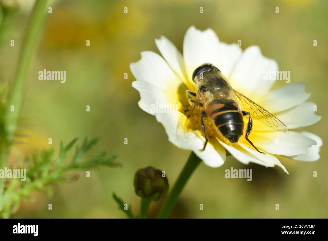 Nahaufnahme der Schwebefliege auf Blume Stockfoto