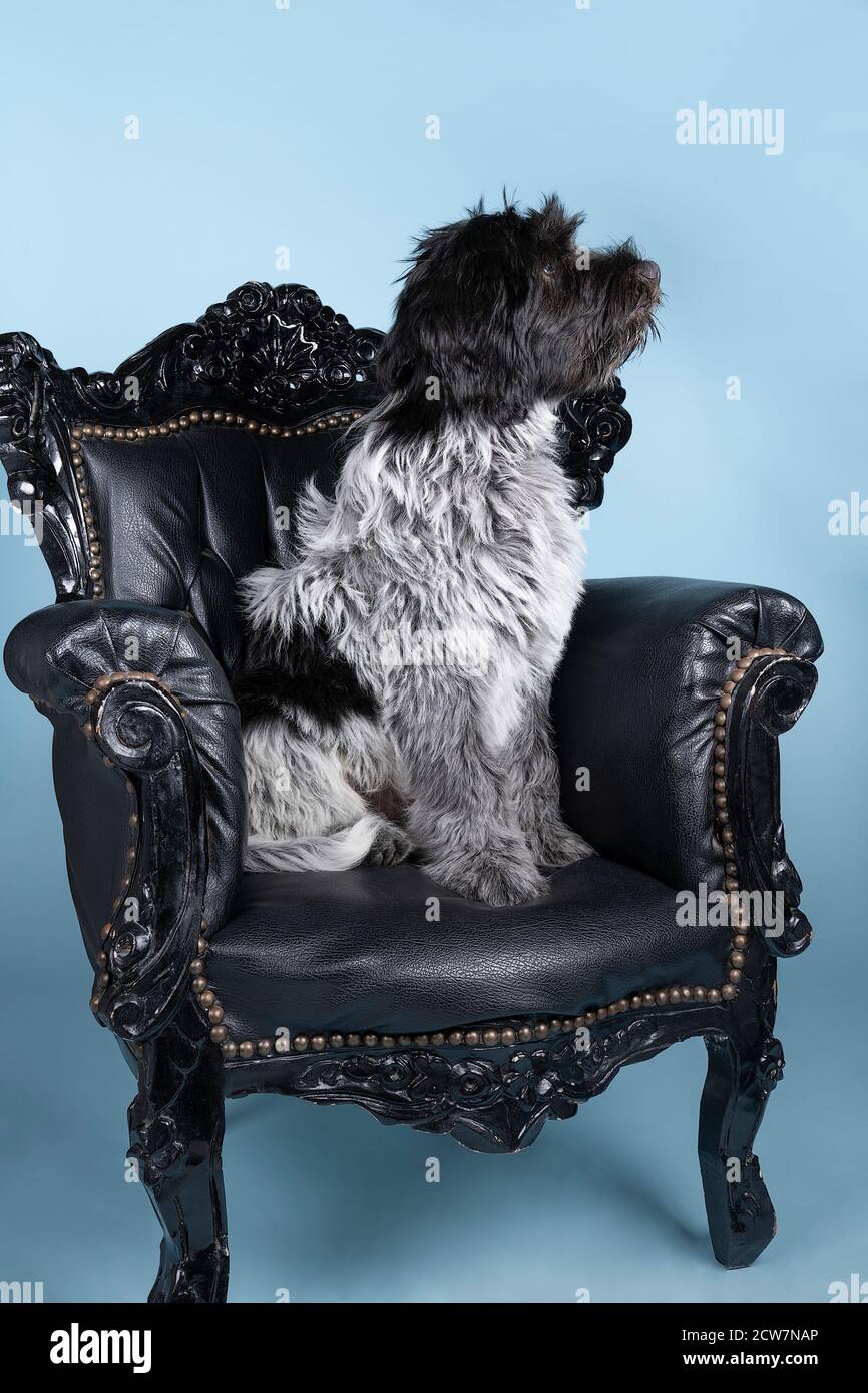 Ein Schapendoes oder holländischer Schäferhund, der in einem barocken Stuhl sitzt Vor blauem Hintergrund Stockfoto
