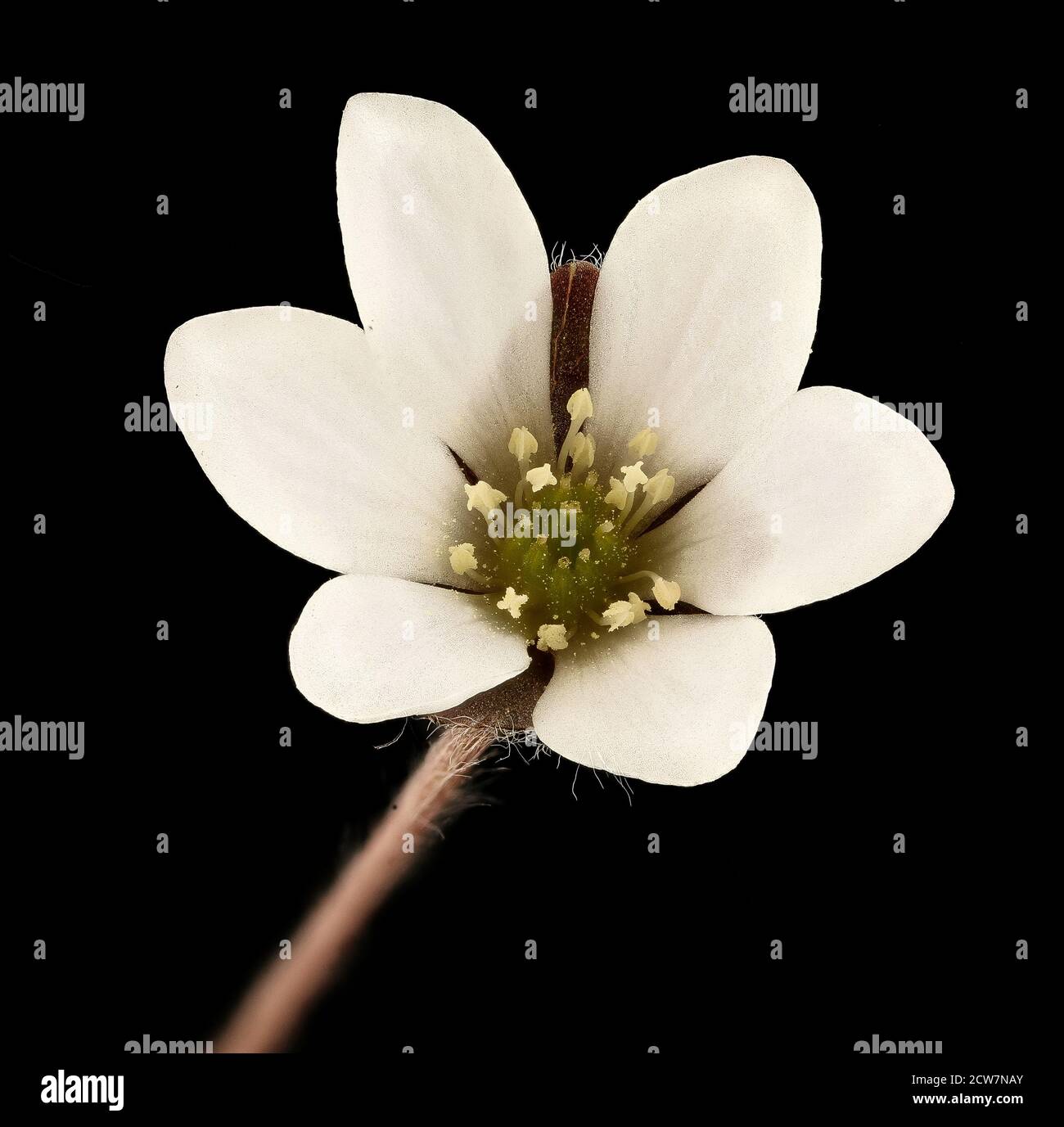 Anemone americana, Round-Lobed Hepatica, Howard County, MD, 2018-05-17-13.42 Stockfoto