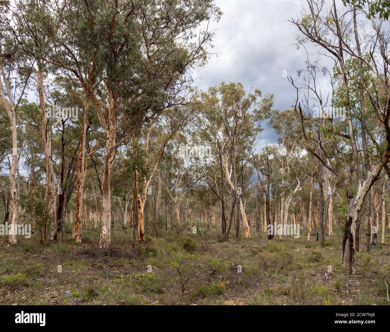 Mallee-Wälder mit Eukalyptusbäumen im Wandoo National Park in Perth Hills Western Australia. Stockfoto