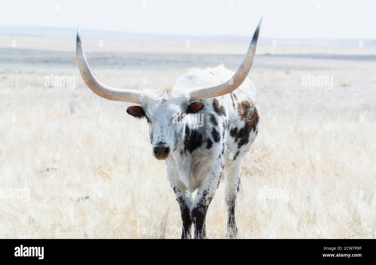 Longhorn ebenen -Fotos und -Bildmaterial in hoher Auflösung – Alamy