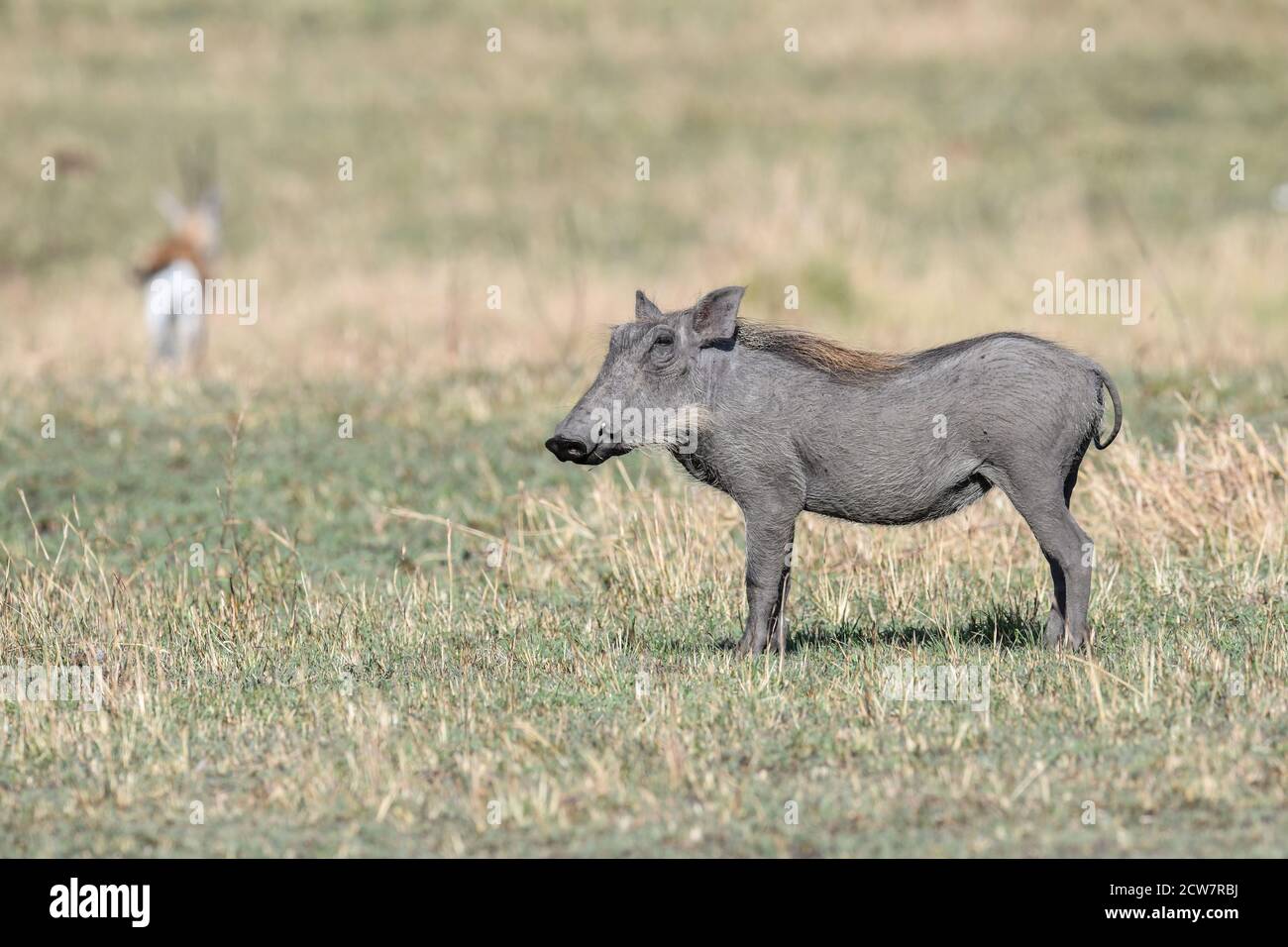 Gewöhnlicher Warzenschwein (Phacochoerus africanus) in der Savanne Kenias Stockfoto