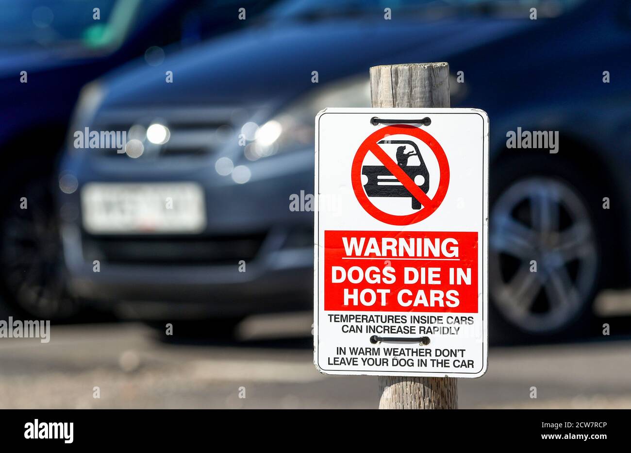 Hunde sterben in heißen Autos Warnschild auf einem Parkplatz in Dorset, Großbritannien Stockfoto