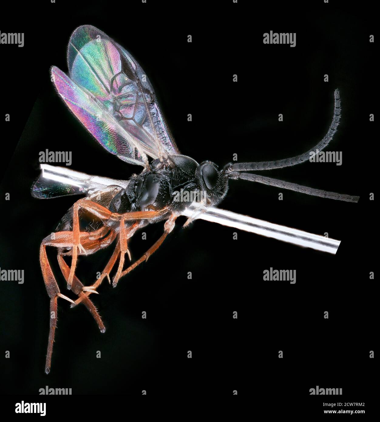 Cotesia congregata Fotos und Bildmaterial in hoher Auflösung Alamy