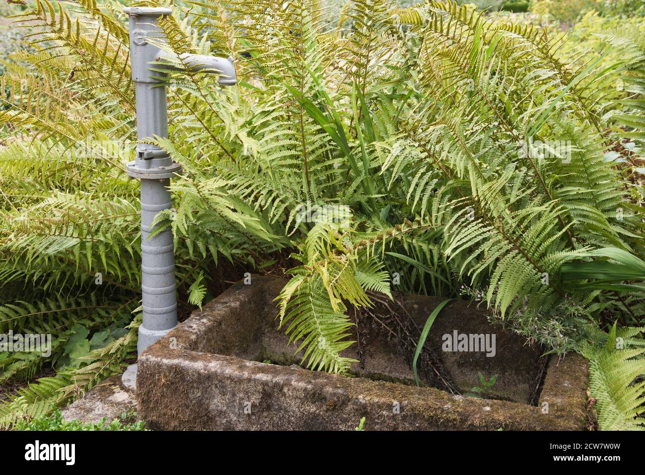 Zierwasseranlage, umgeben von Pflanzenblättern Stockfoto