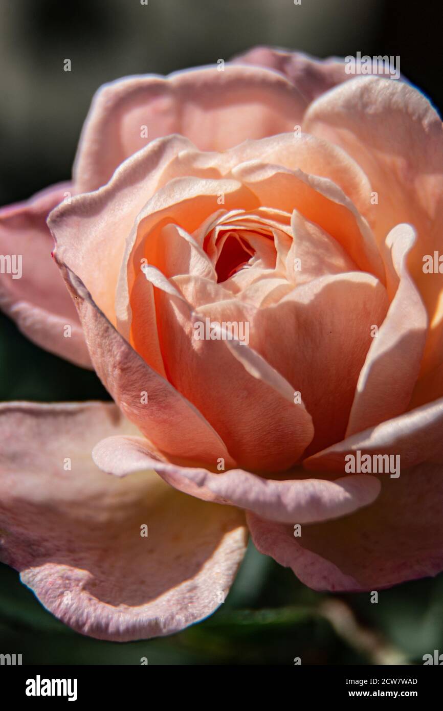 Rosa 'Abraham Darby' - eine abgerundete, kräftige Rose mit sehr großen, schalenförmigen Blüten, die einen reichen, fruchtigen Duft mit erfrischender Schärfe haben. Stockfoto