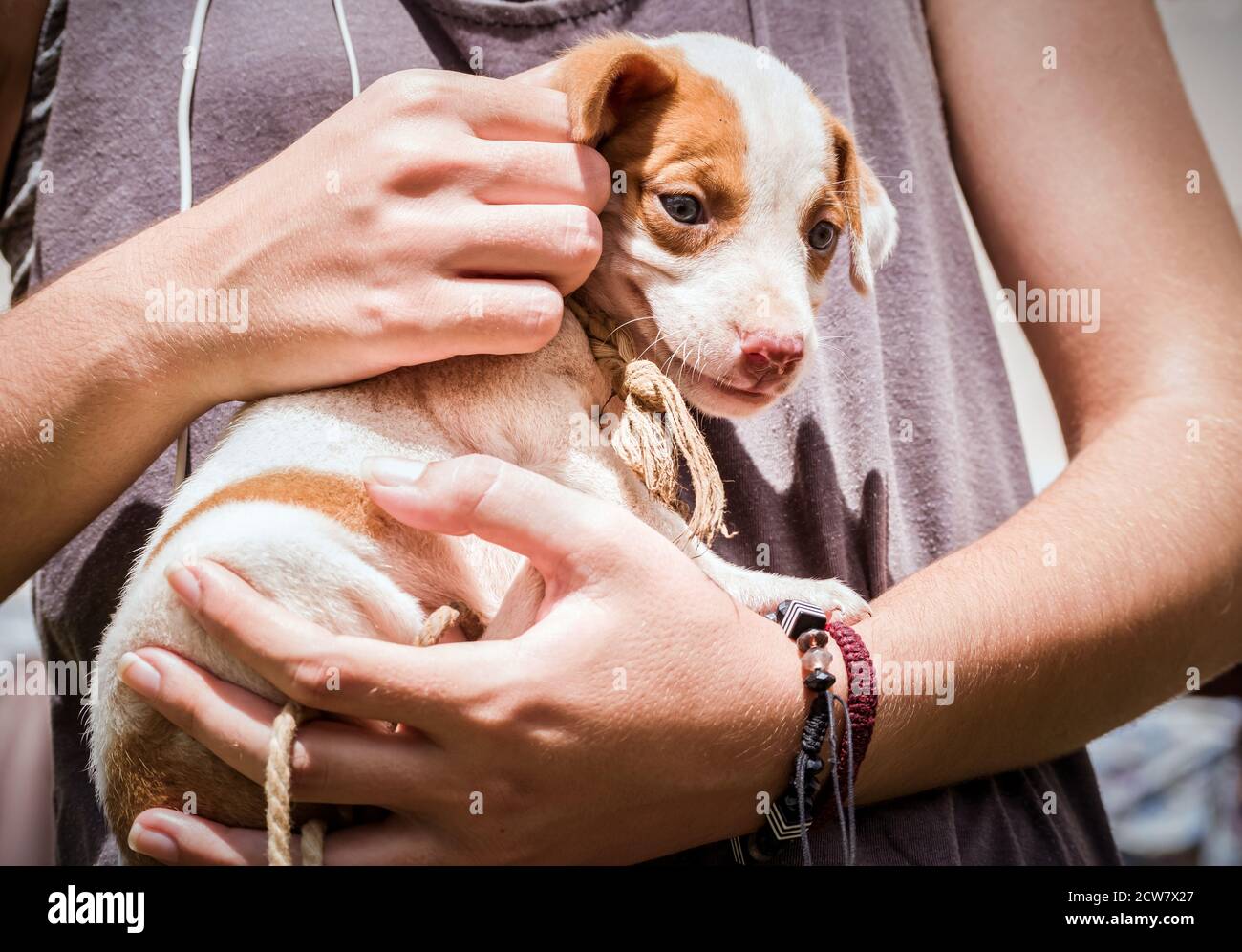 Kleiner verlassene Hund, der von einem Menschen getragen wird, während er ist Gerettet aus de Straßen Stockfoto