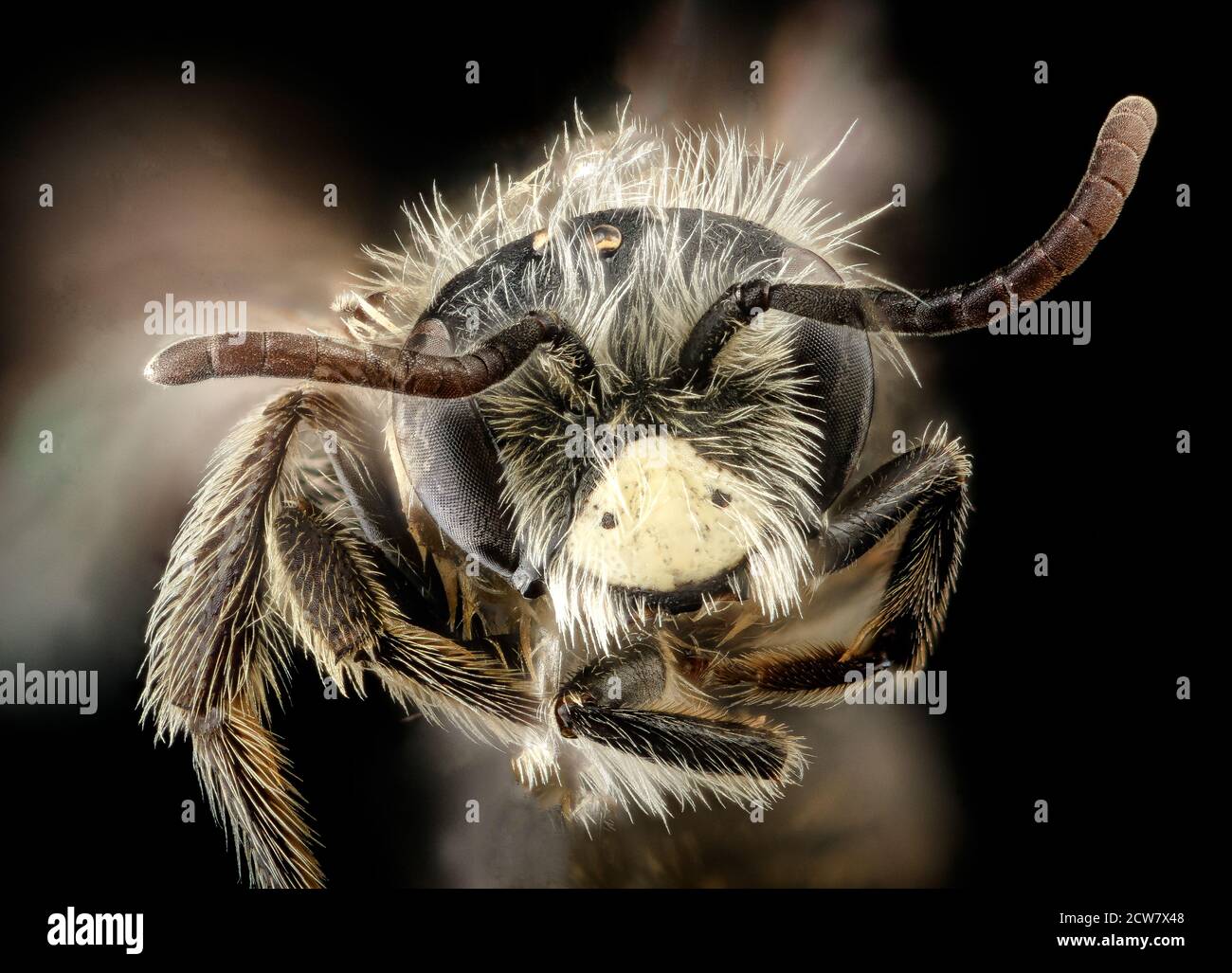 Dieses Bild zeigt eine Nahaufnahme einer männlichen Andrena arabis-Biene, die am 29. Mai 2018 in Fairfax County, Virginia, fotografiert wurde. Die Biene gehört zu den einheimischen Bienenarten, die von Entomologen am Patuxent Wildlife Research Center untersucht wurden. Stockfoto
