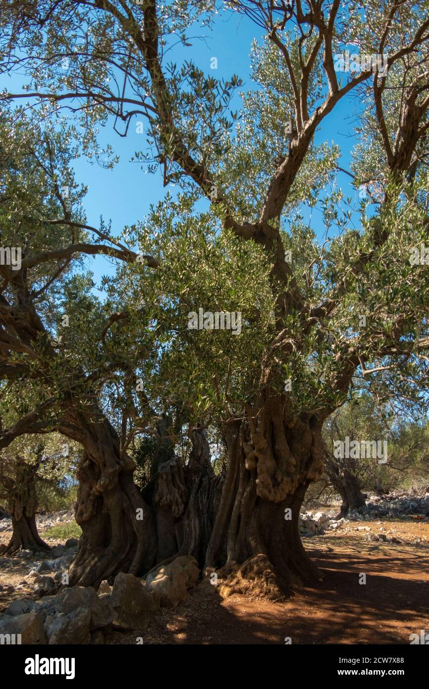 taxus baccata hecke kaufen Heimische Eibe main image 1