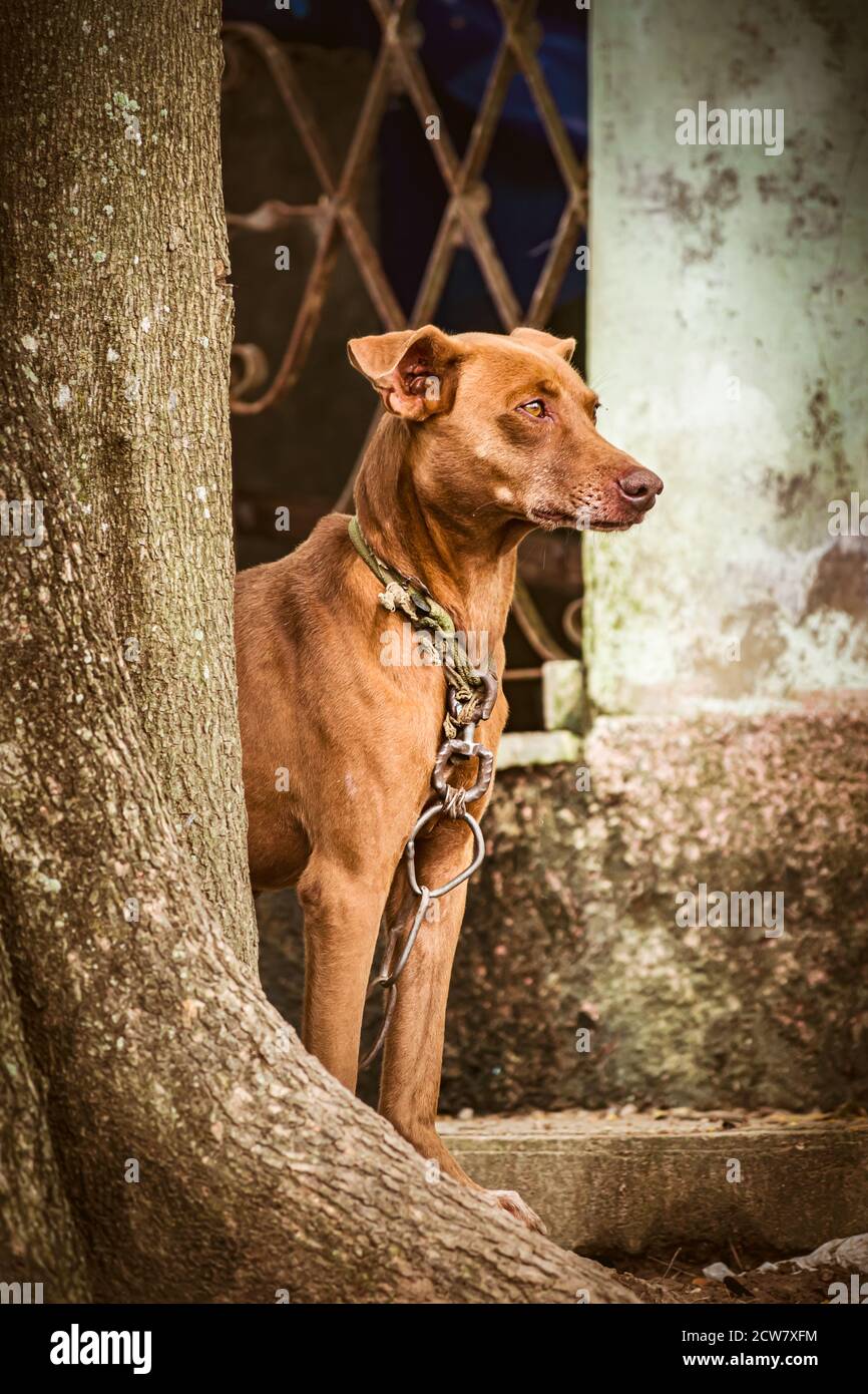 Halbbrüter Wachhund mit einem rauen Halsband um den Hals stehend Außerhalb eines alten Hauses neben einem Baumstamm Stockfoto