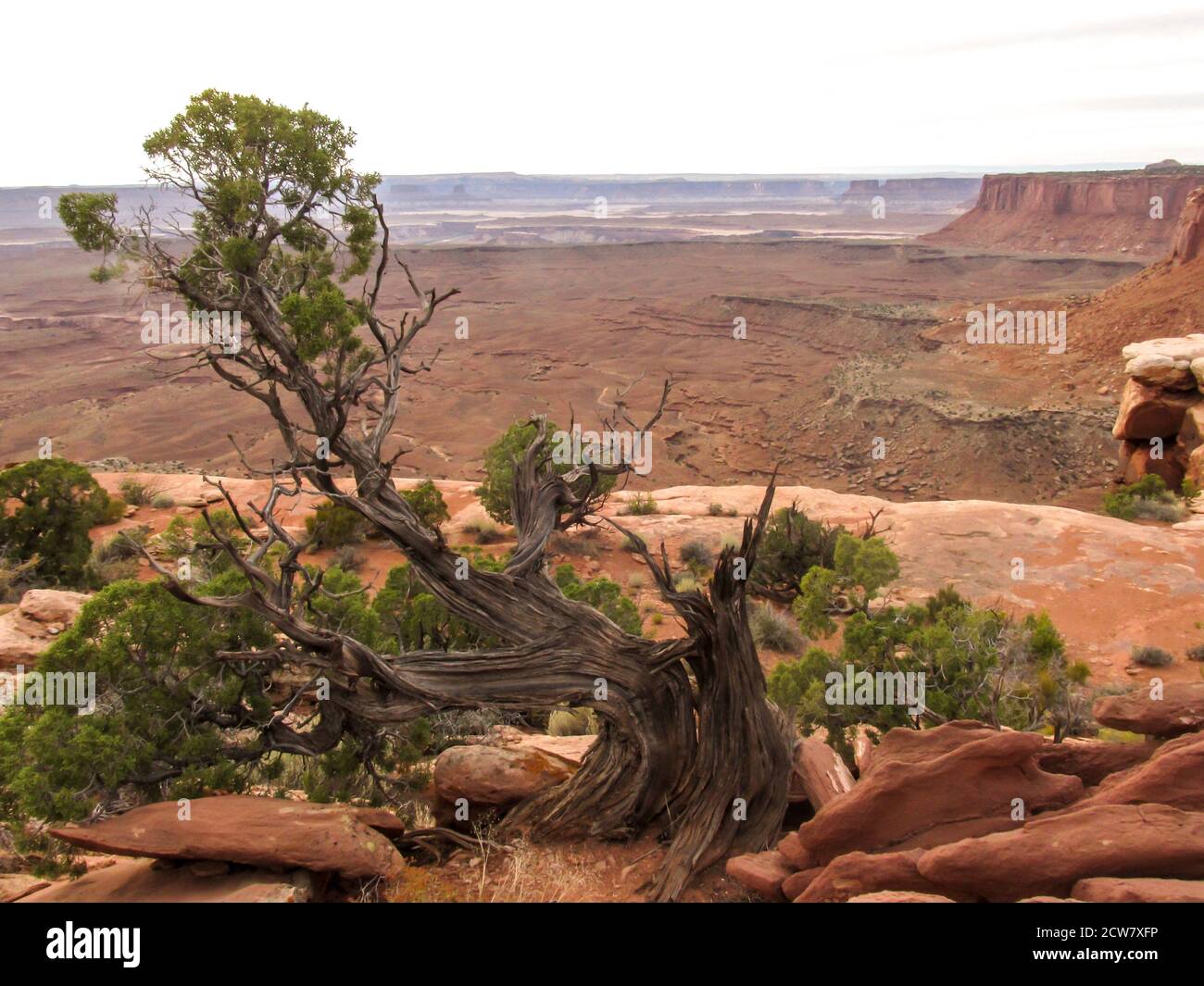 Ein knorrter Utah Juniper, Juniperus Osteosperma, am Grand ViewPoint der Insel im Himmel Mesa of Canyonlands National Park, in Utah, USA, mit t Stockfoto