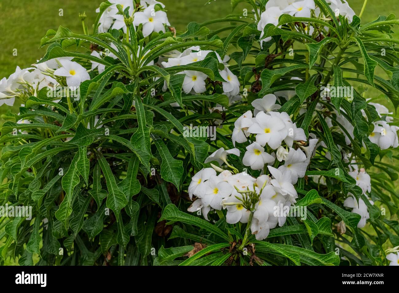 Ganz in der Nähe über white Plumeria Bäumen mit weißen Blumen suchen awesome in einem Garten. Stockfoto